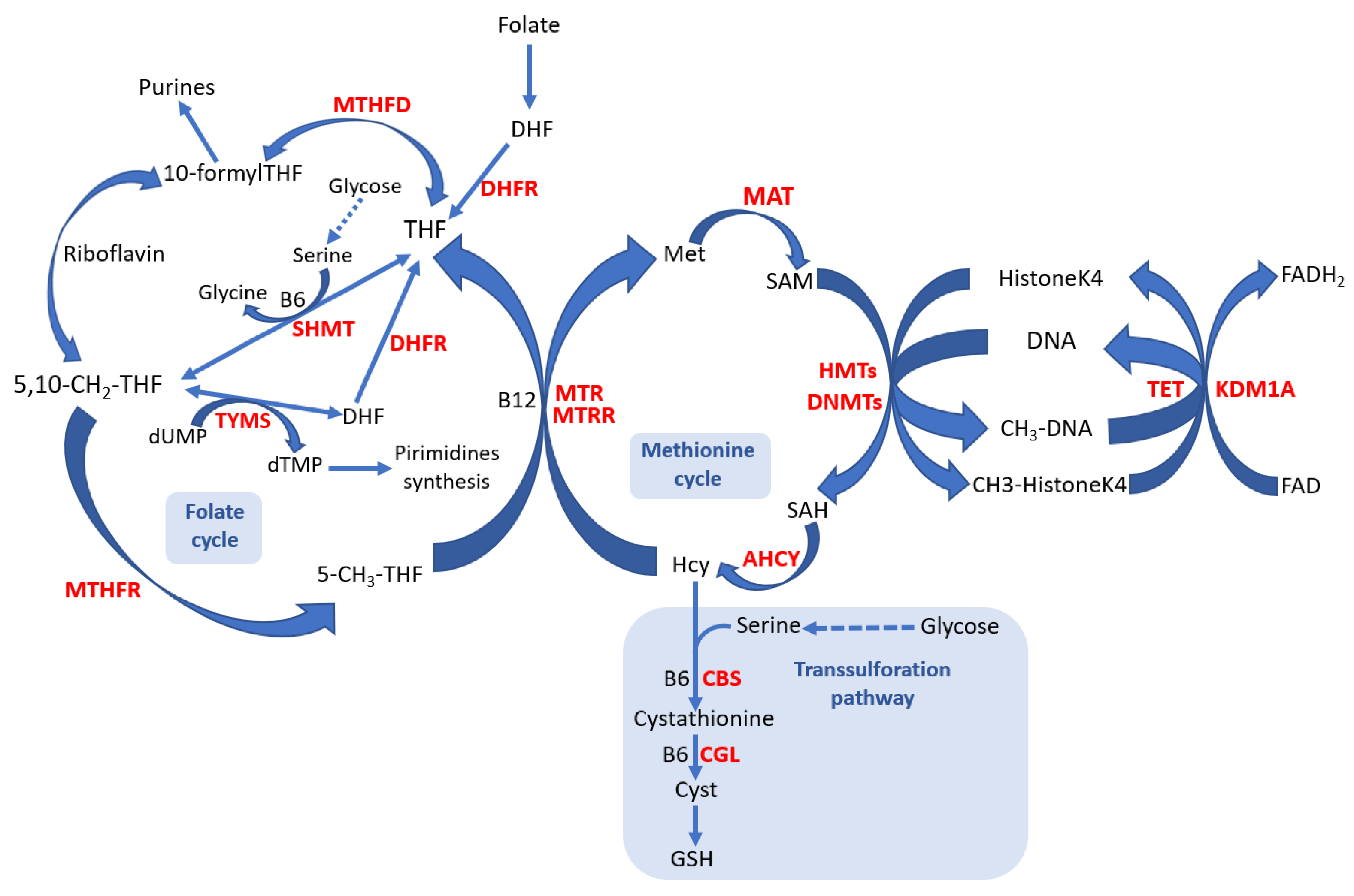 Ijms 24 11817 g001 Ijms 24 11817 g001