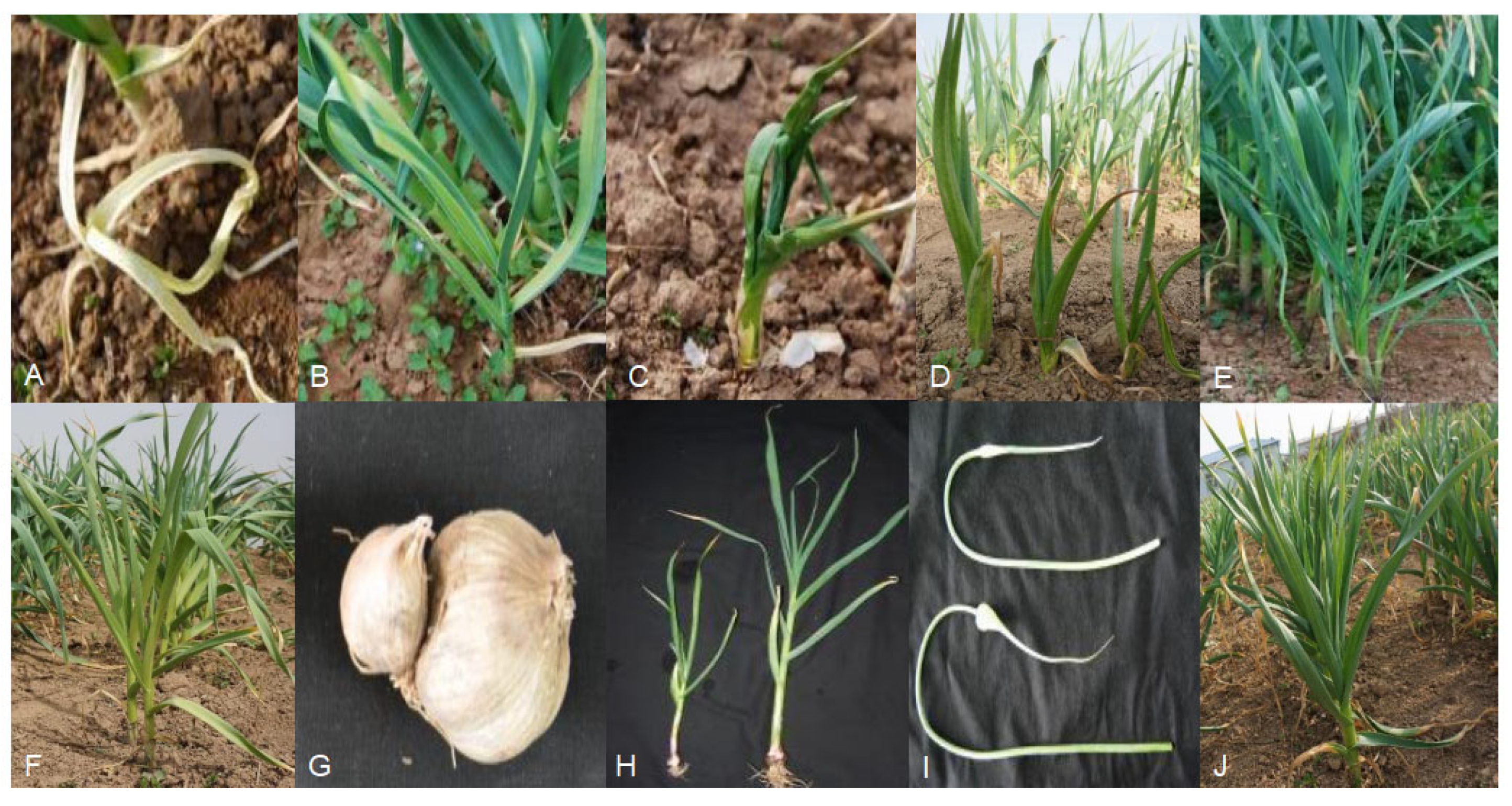 Ijms 24 11819 g002 Ijms 24 11819 g002