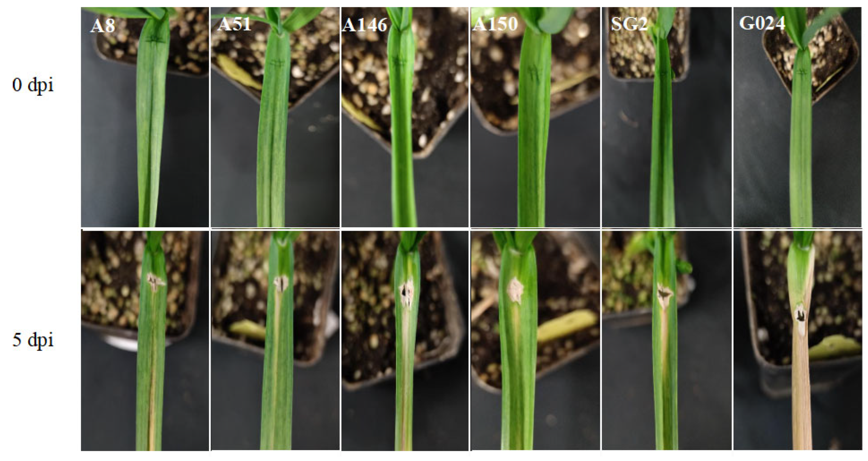 Ijms 24 11819 g006 Ijms 24 11819 g006