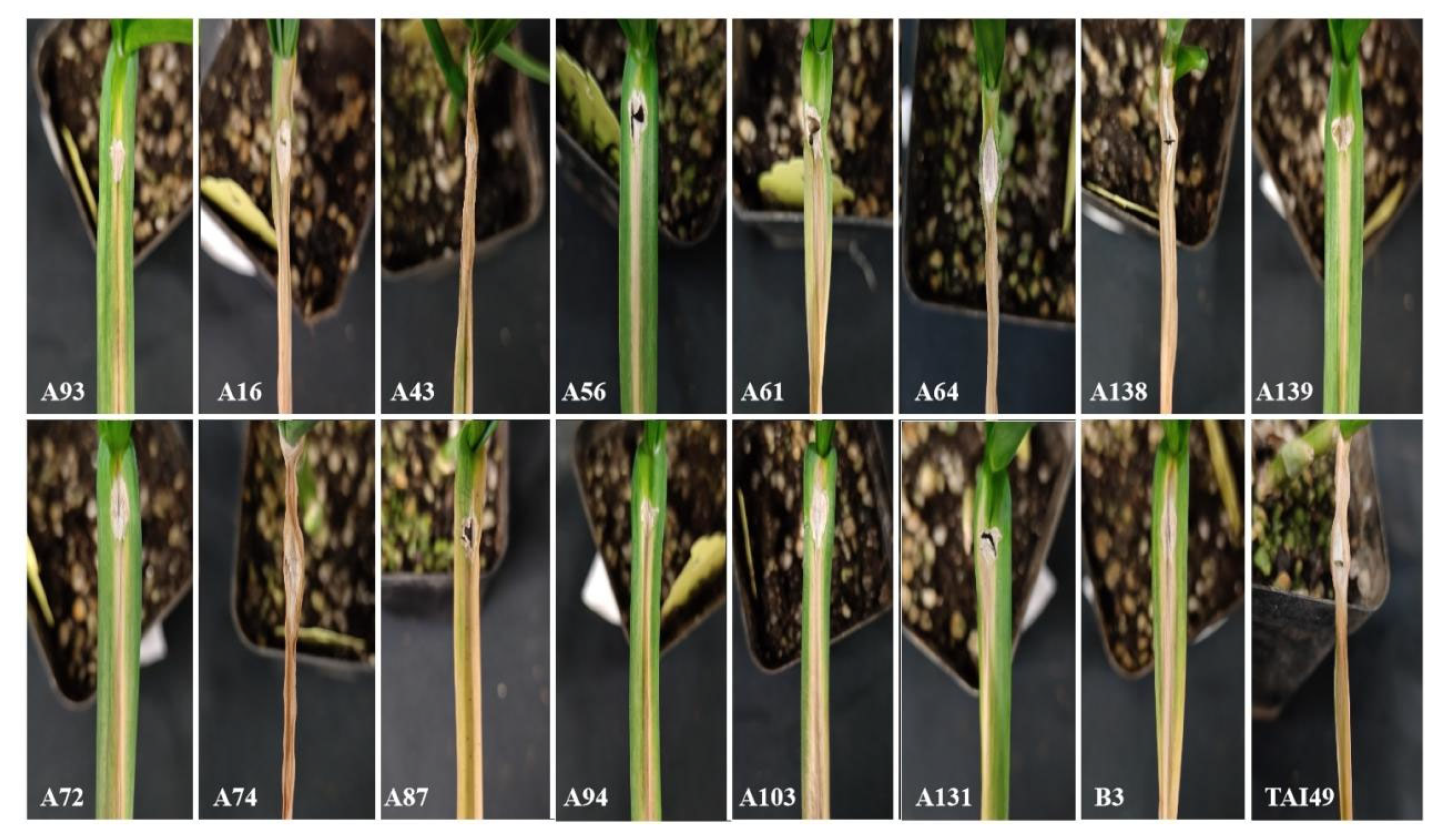 Ijms 24 11819 g007 Ijms 24 11819 g007