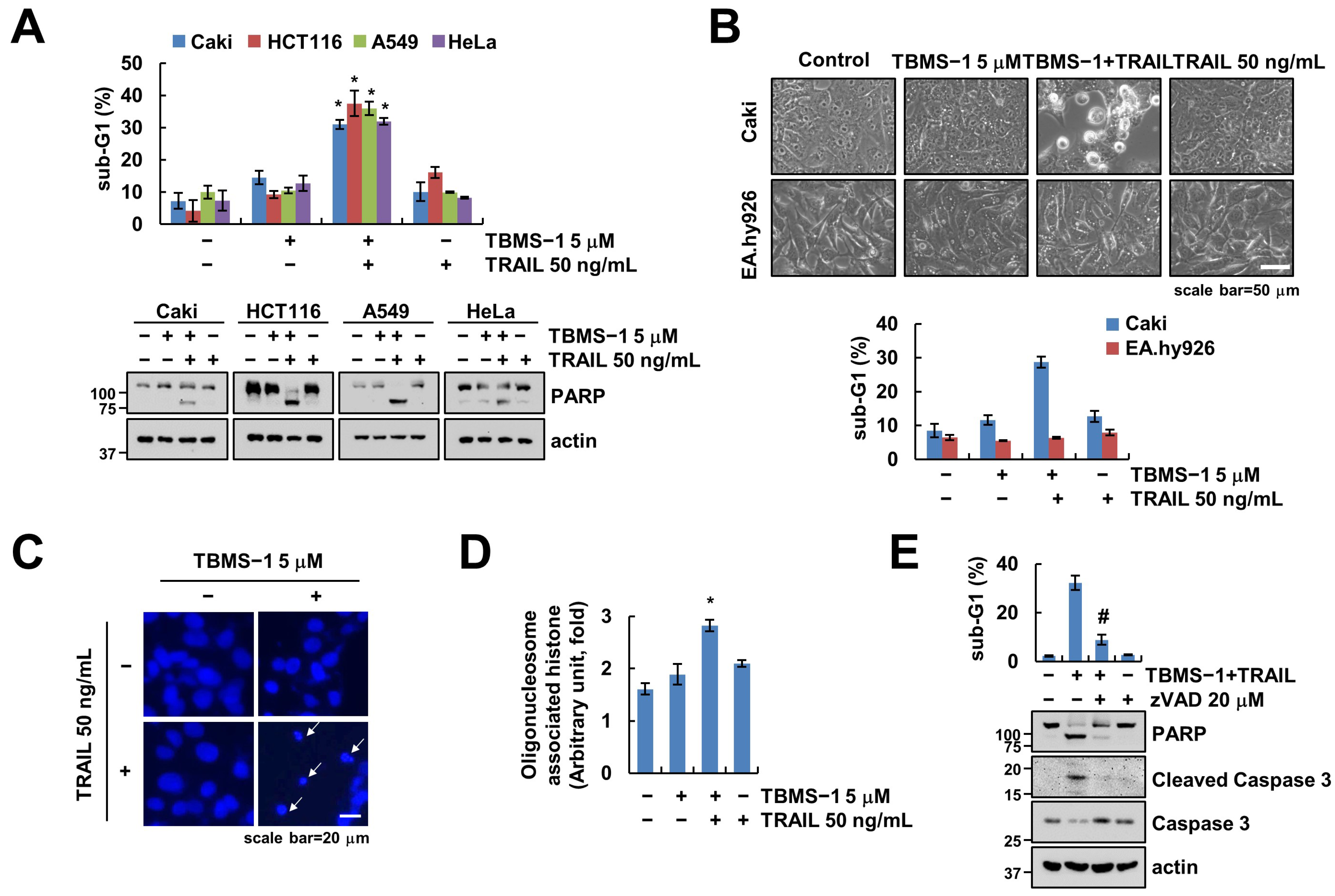 Ijms 24 11840 g001 Ijms 24 11840 g001