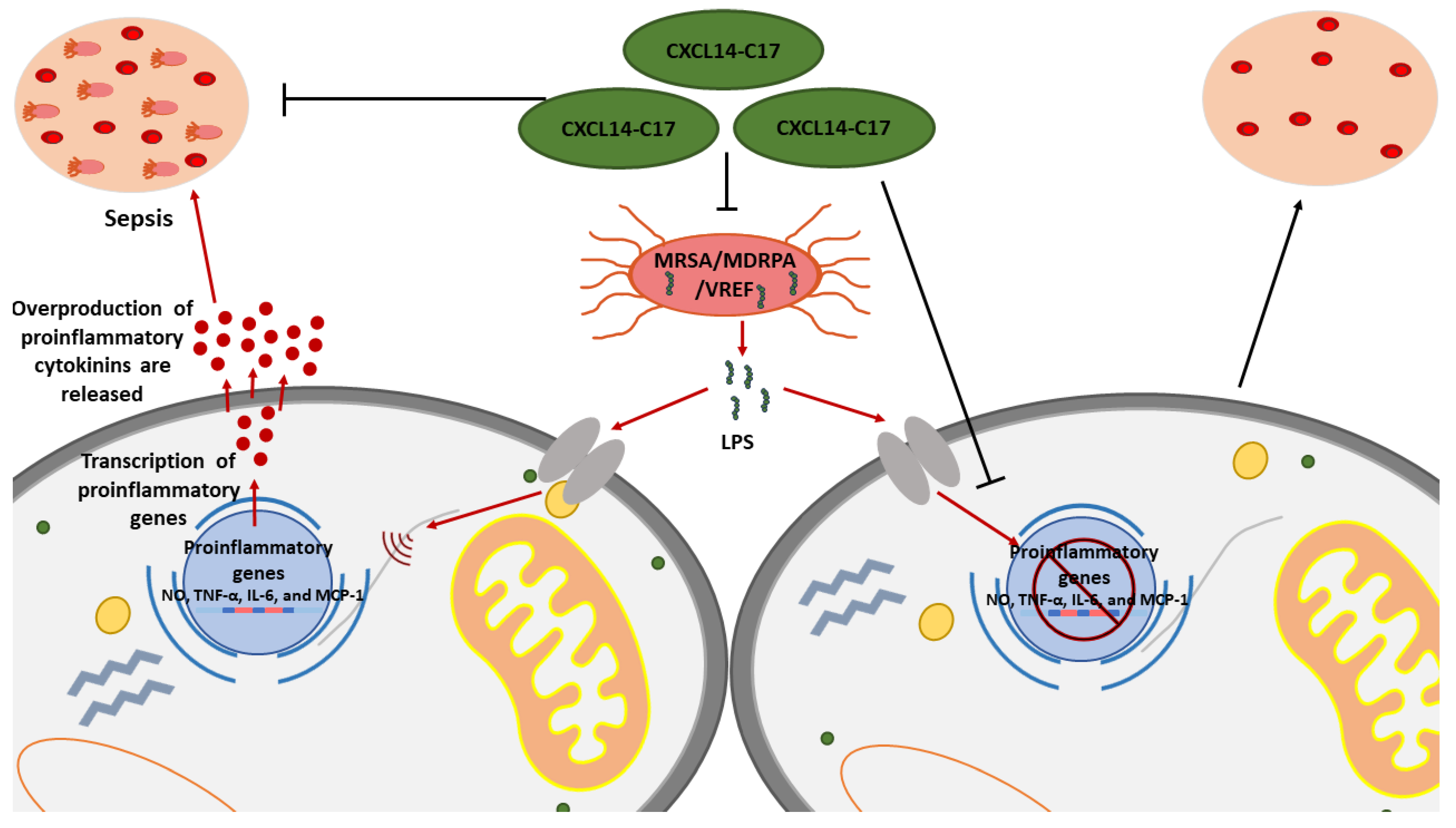 Ijms 24 11864 g001 Ijms 24 11864 g001
