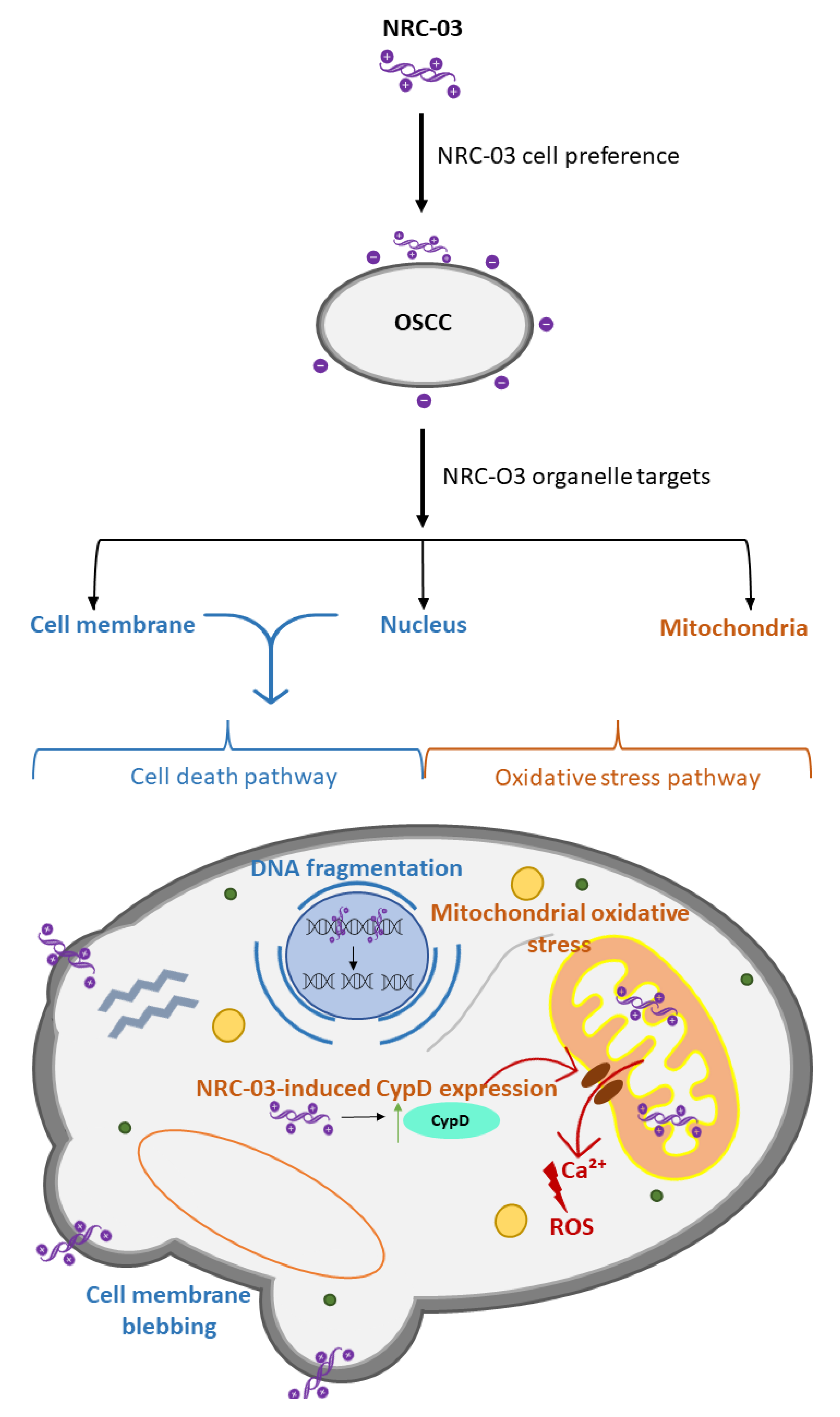 Ijms 24 11864 g002 Ijms 24 11864 g002