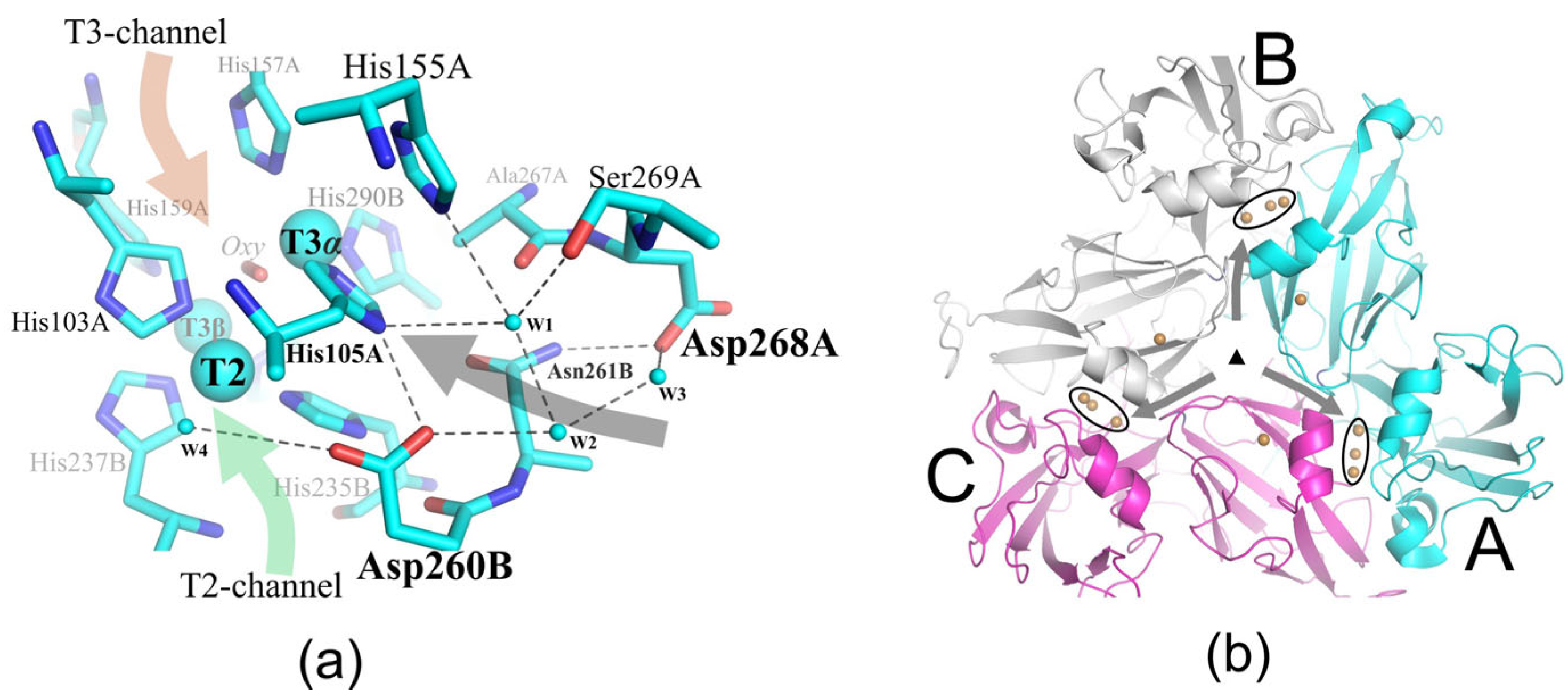 Ijms 24 11909 g001 Ijms 24 11909 g001