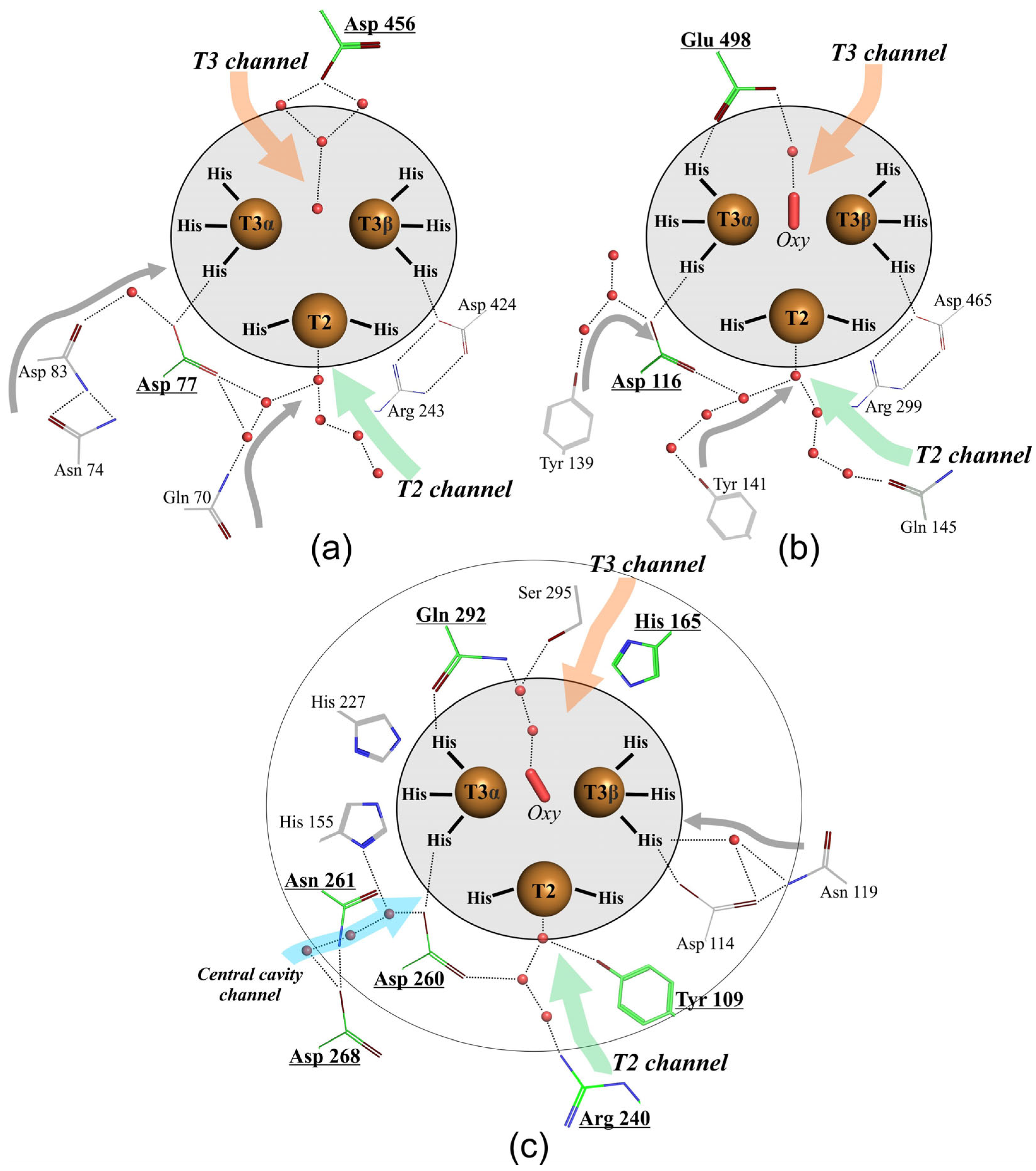 Ijms 24 11909 g005 Ijms 24 11909 g005