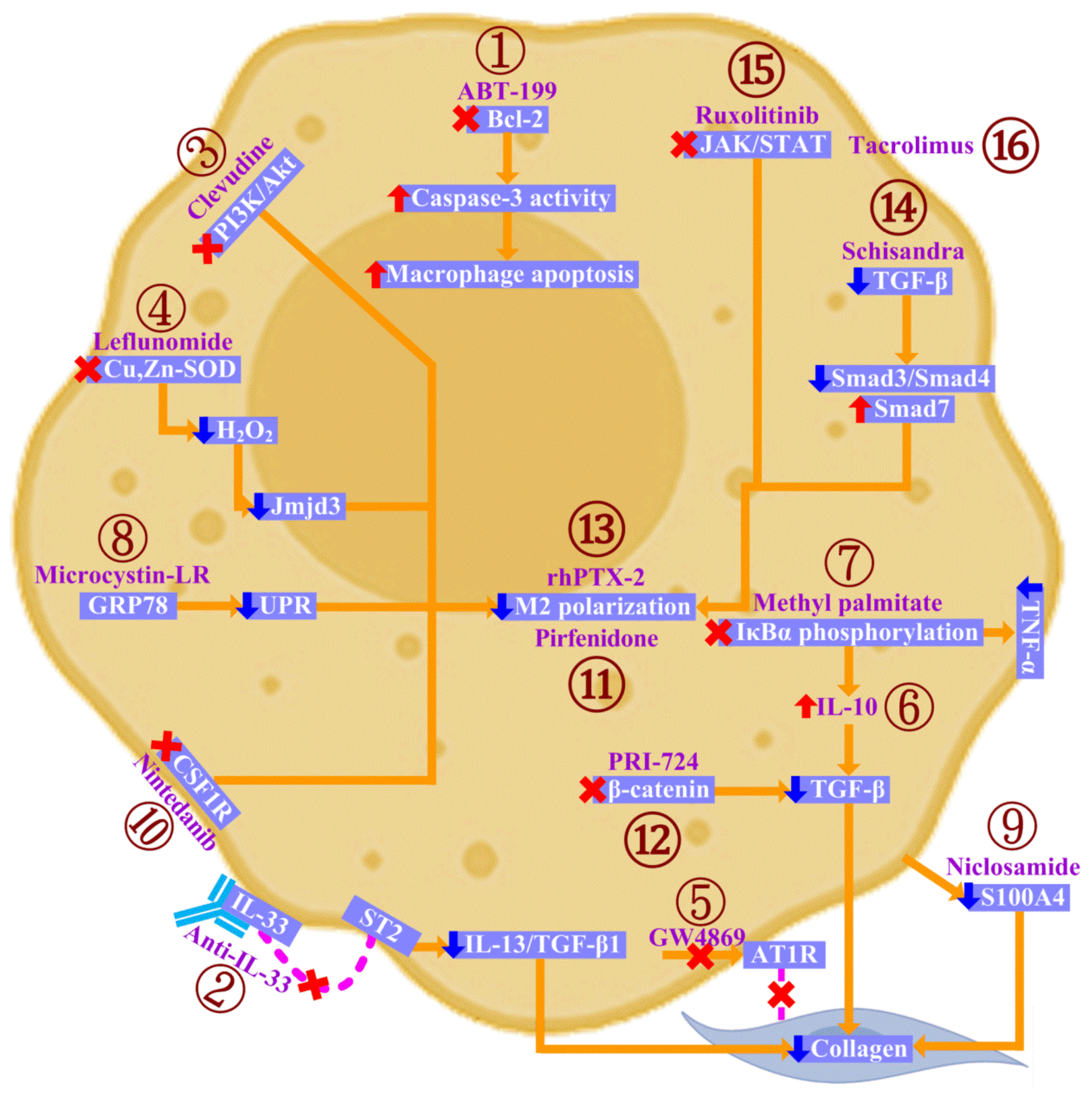 Ijms 24 11995 g003 Ijms 24 11995 g003