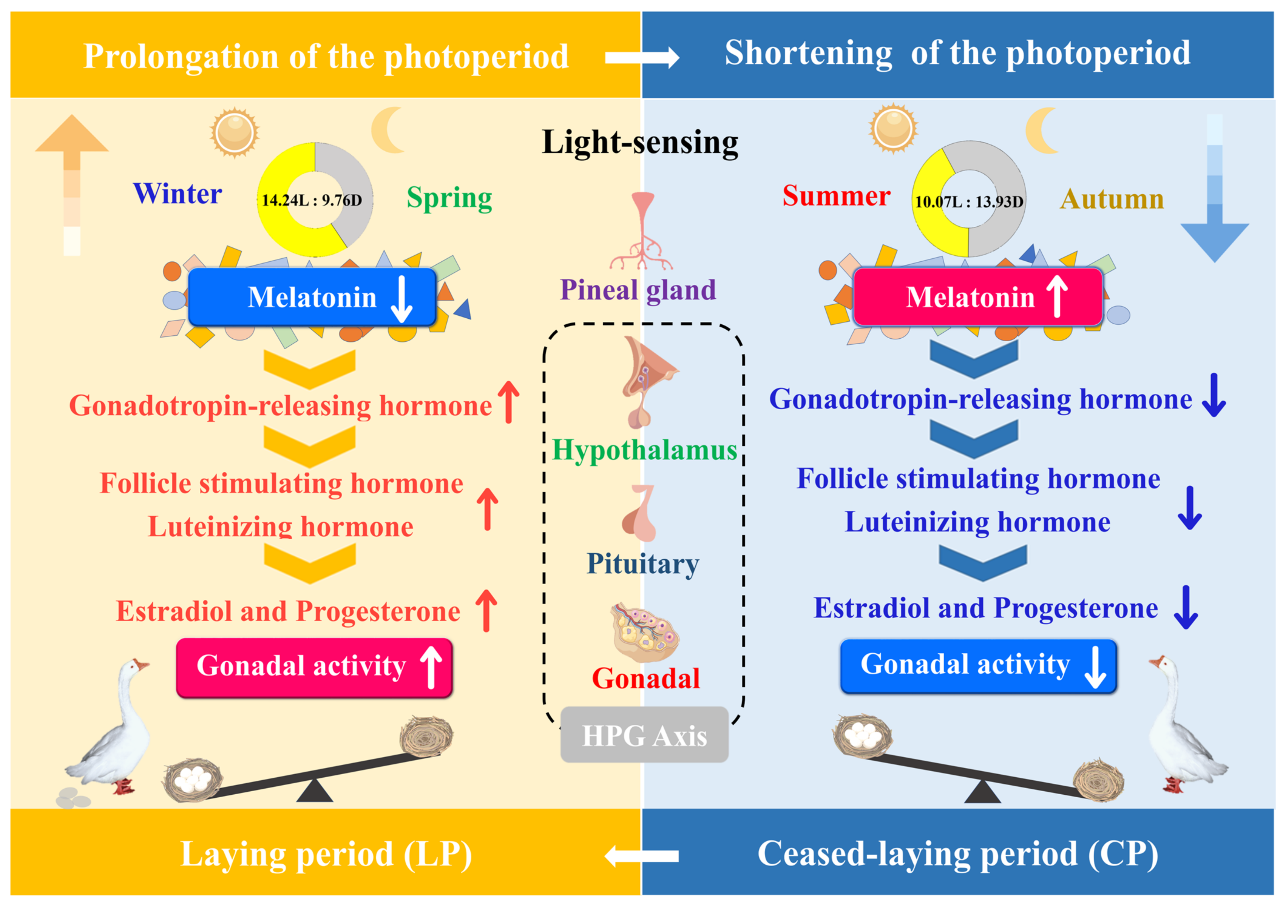 Ijms 24 11998 g007 Ijms 24 11998 g007