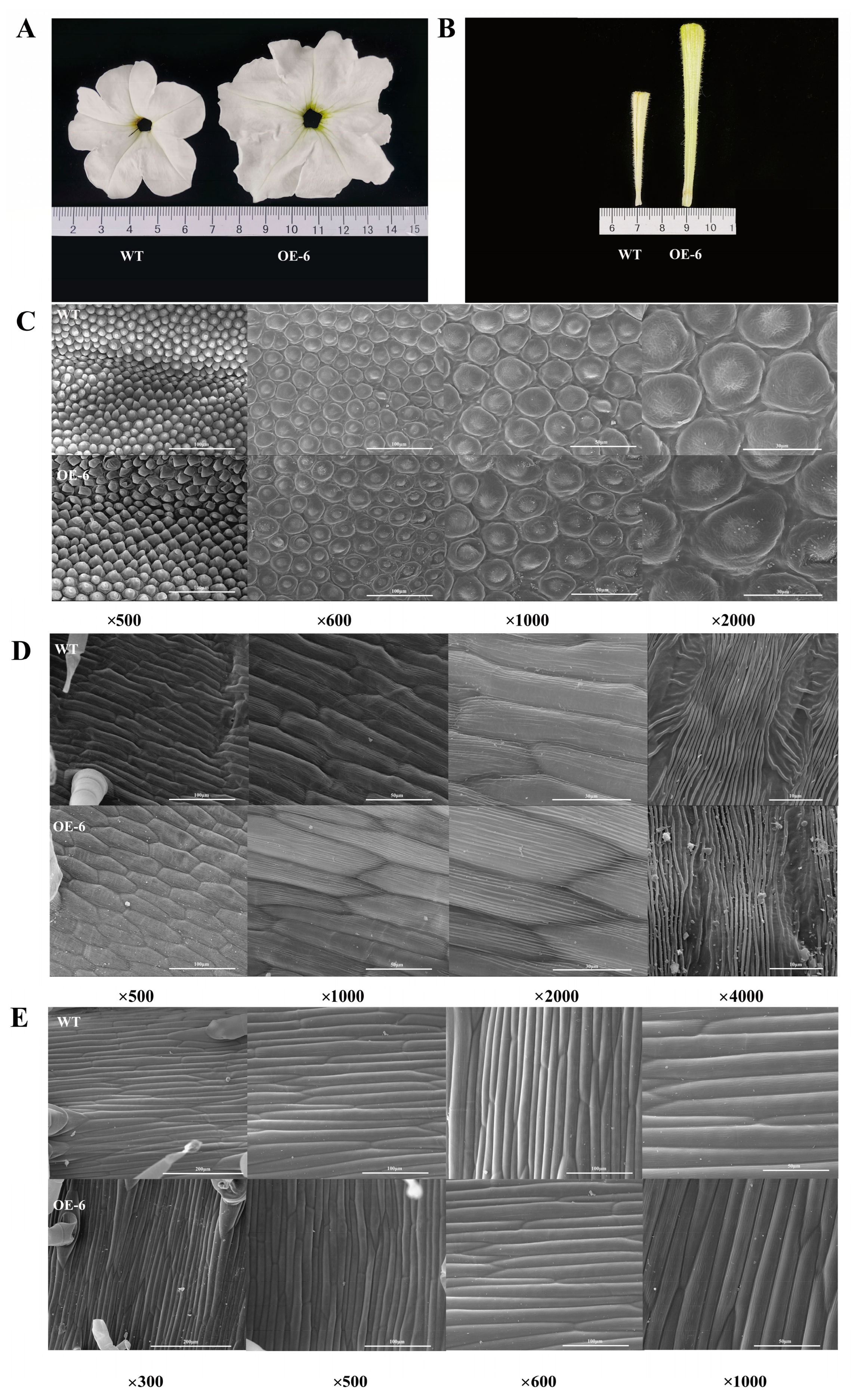 Ijms 24 11999 g003 Ijms 24 11999 g003