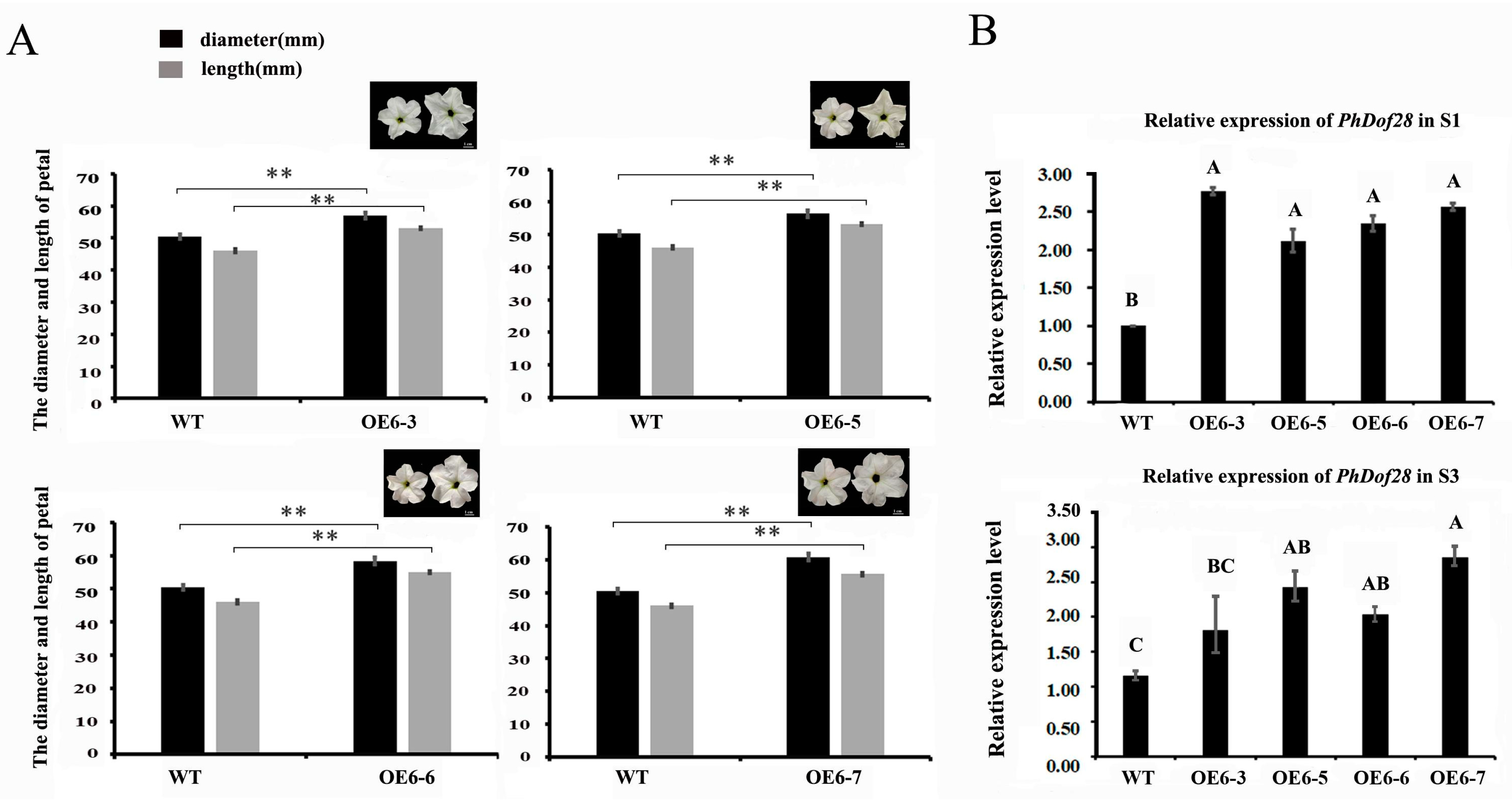 Ijms 24 11999 g004 Ijms 24 11999 g004