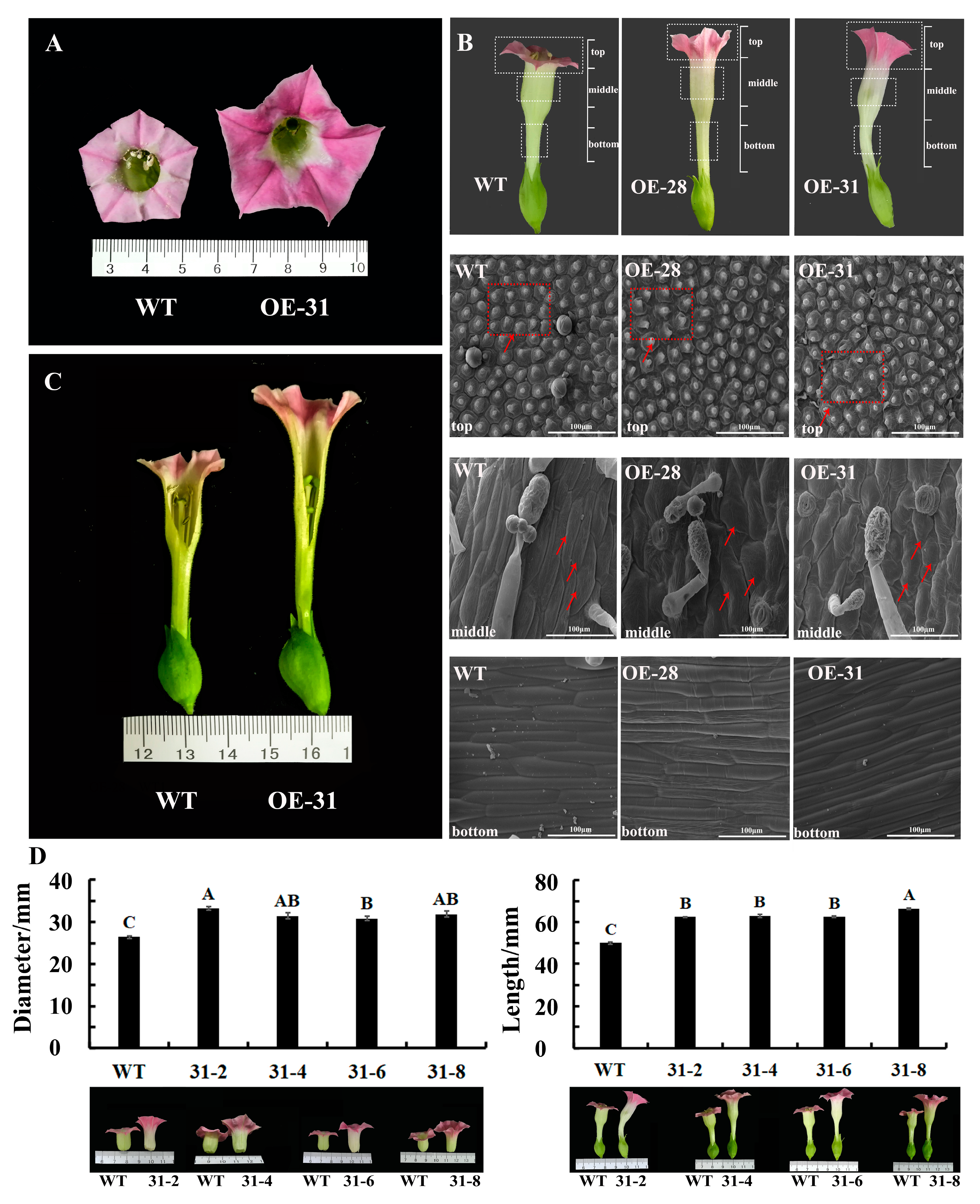 Ijms 24 11999 g005 Ijms 24 11999 g005