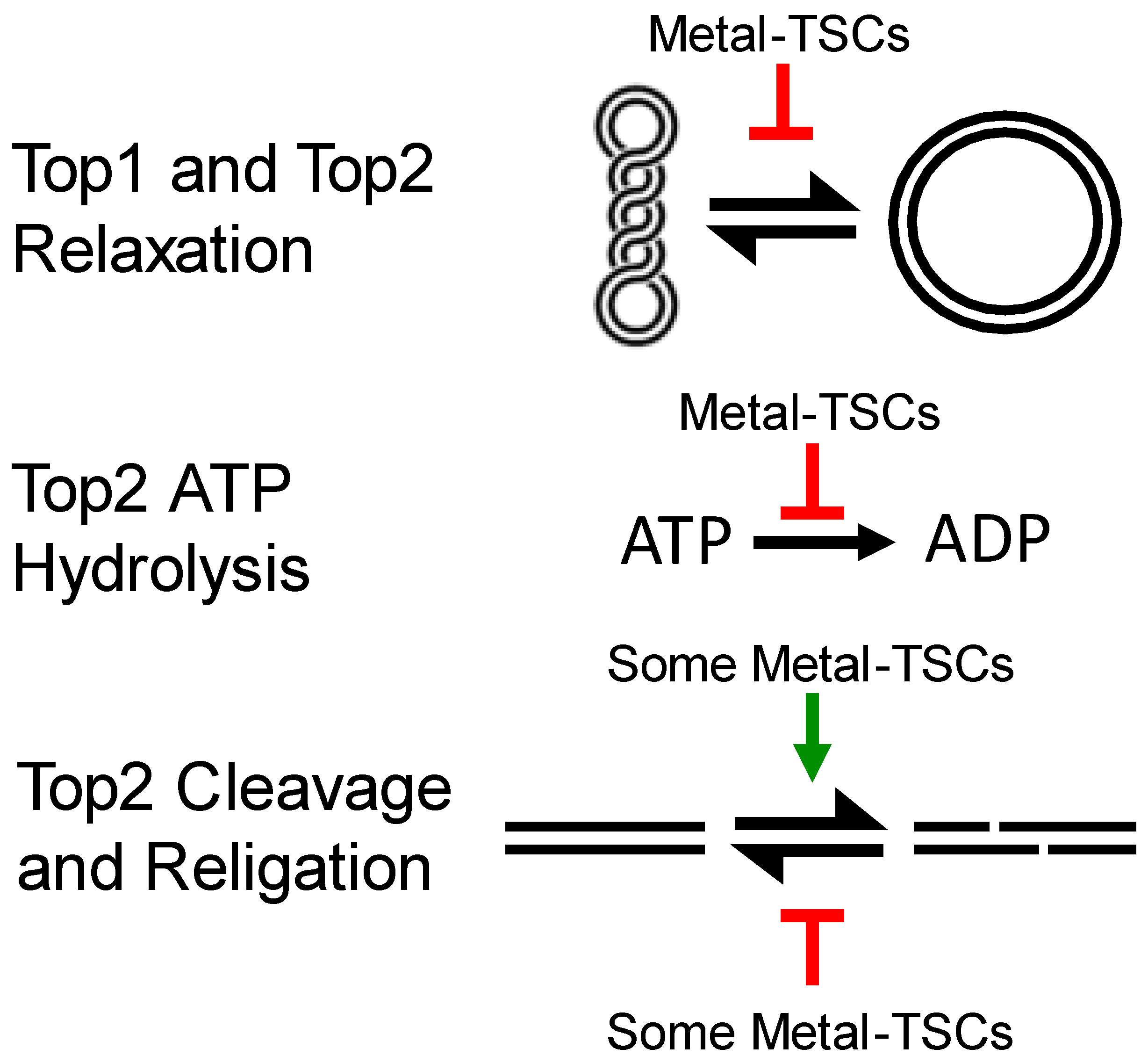 Ijms 24 12010 g004 Ijms 24 12010 g004