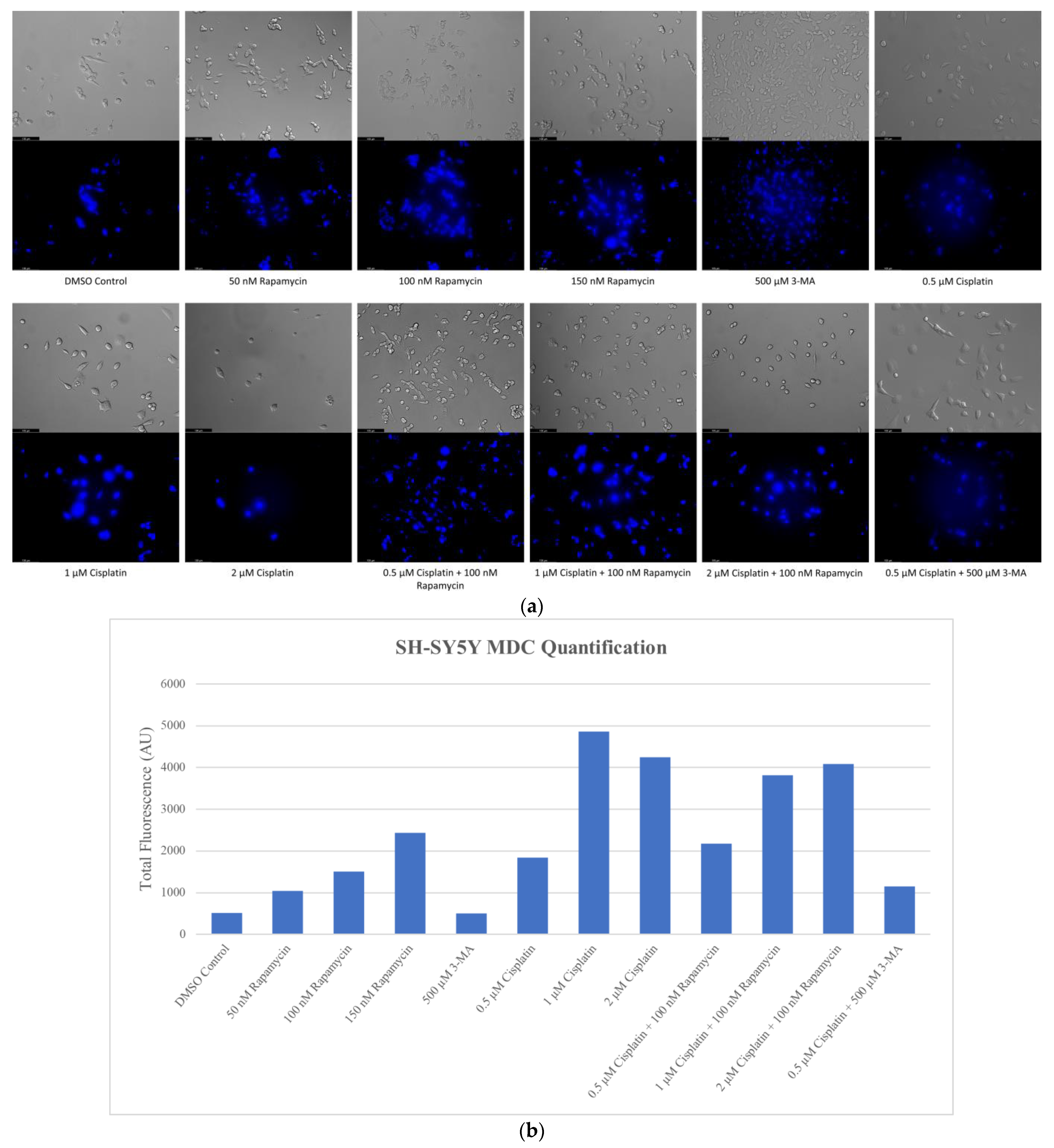 Ijms 24 12052 g001 Ijms 24 12052 g001