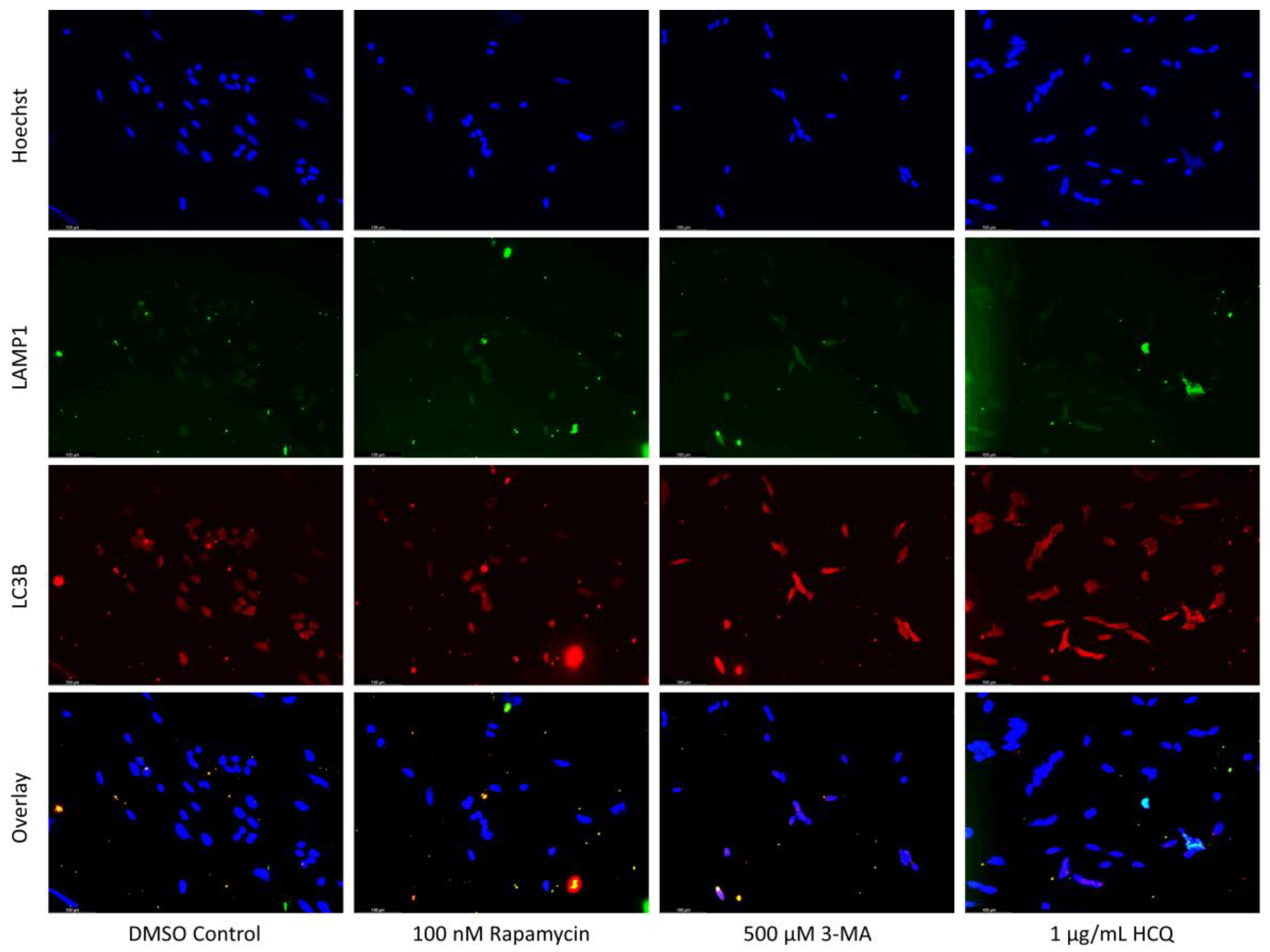 Ijms 24 12052 g003a Ijms 24 12052 g003a