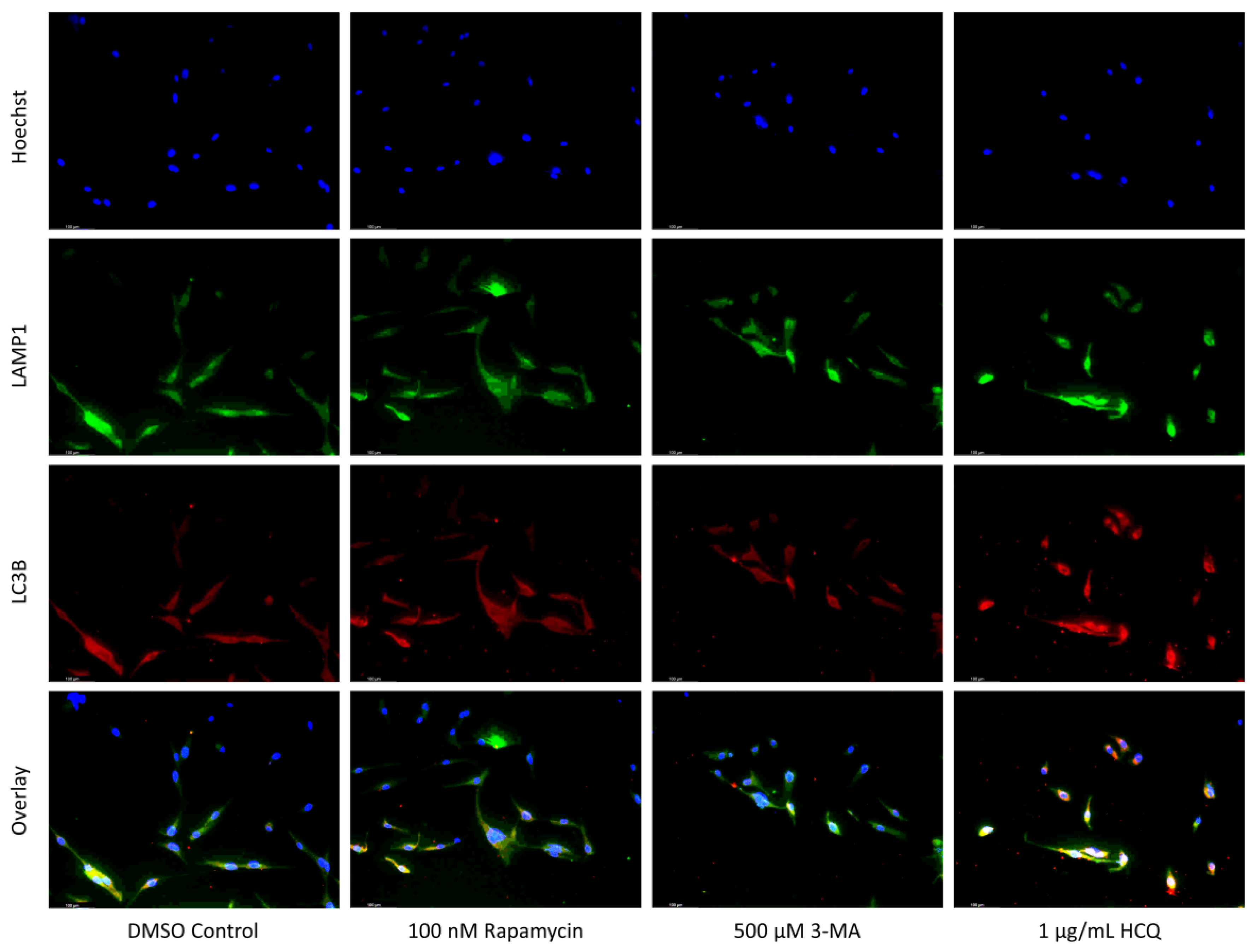 Ijms 24 12052 g005a Ijms 24 12052 g005a