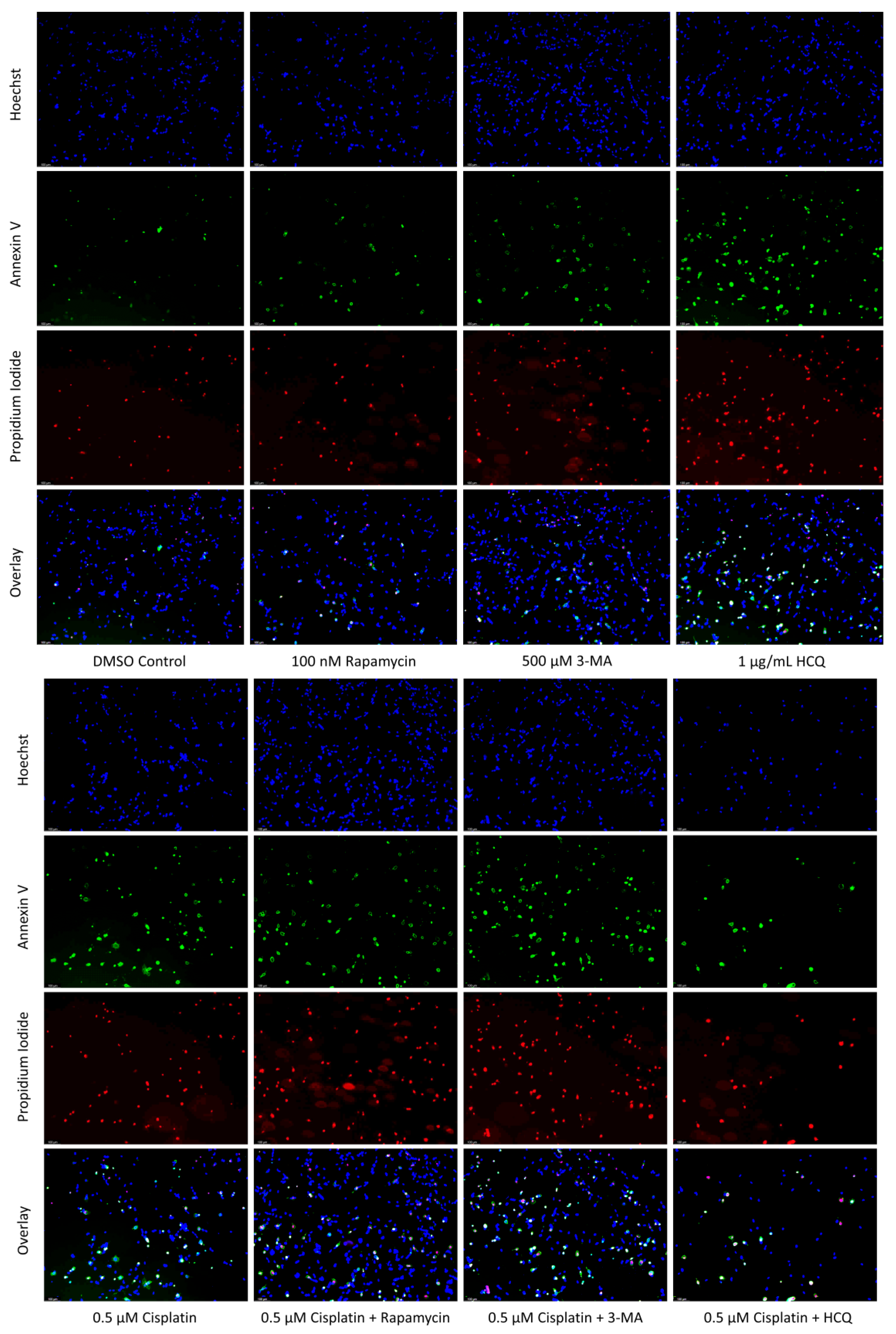 Ijms 24 12052 g006a Ijms 24 12052 g006a