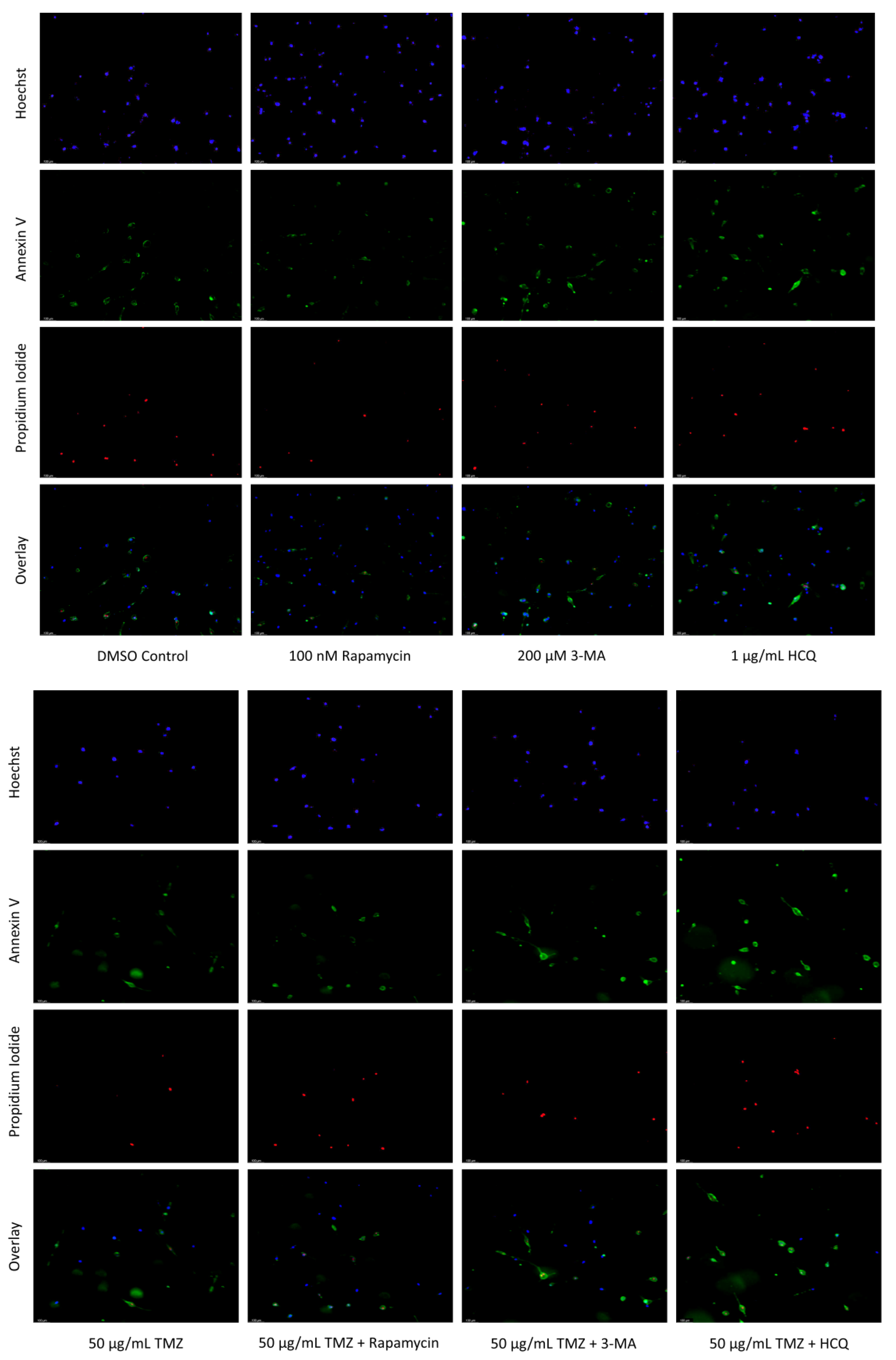 Ijms 24 12052 g007a Ijms 24 12052 g007a