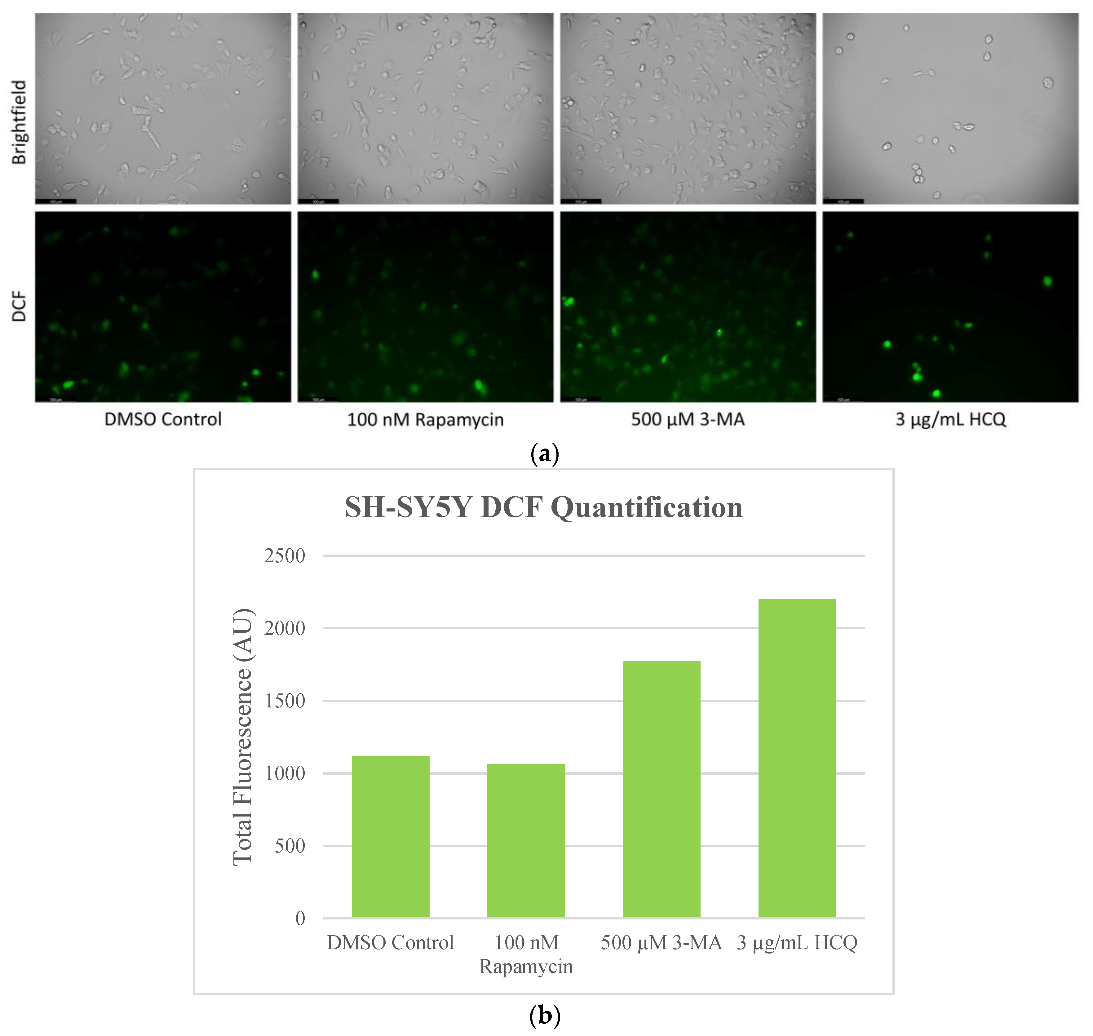 Ijms 24 12052 g008 Ijms 24 12052 g008