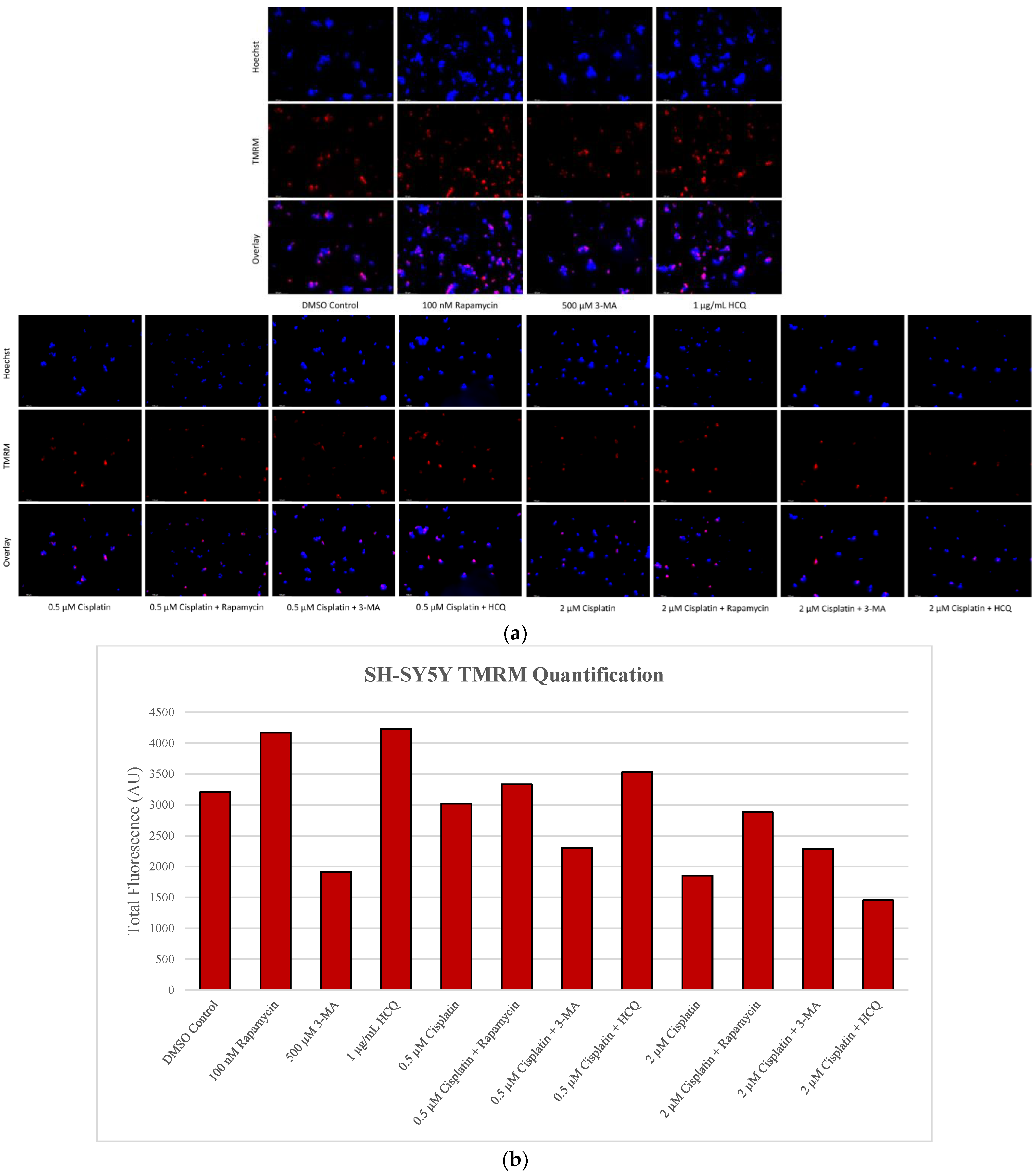 Ijms 24 12052 g012 Ijms 24 12052 g012