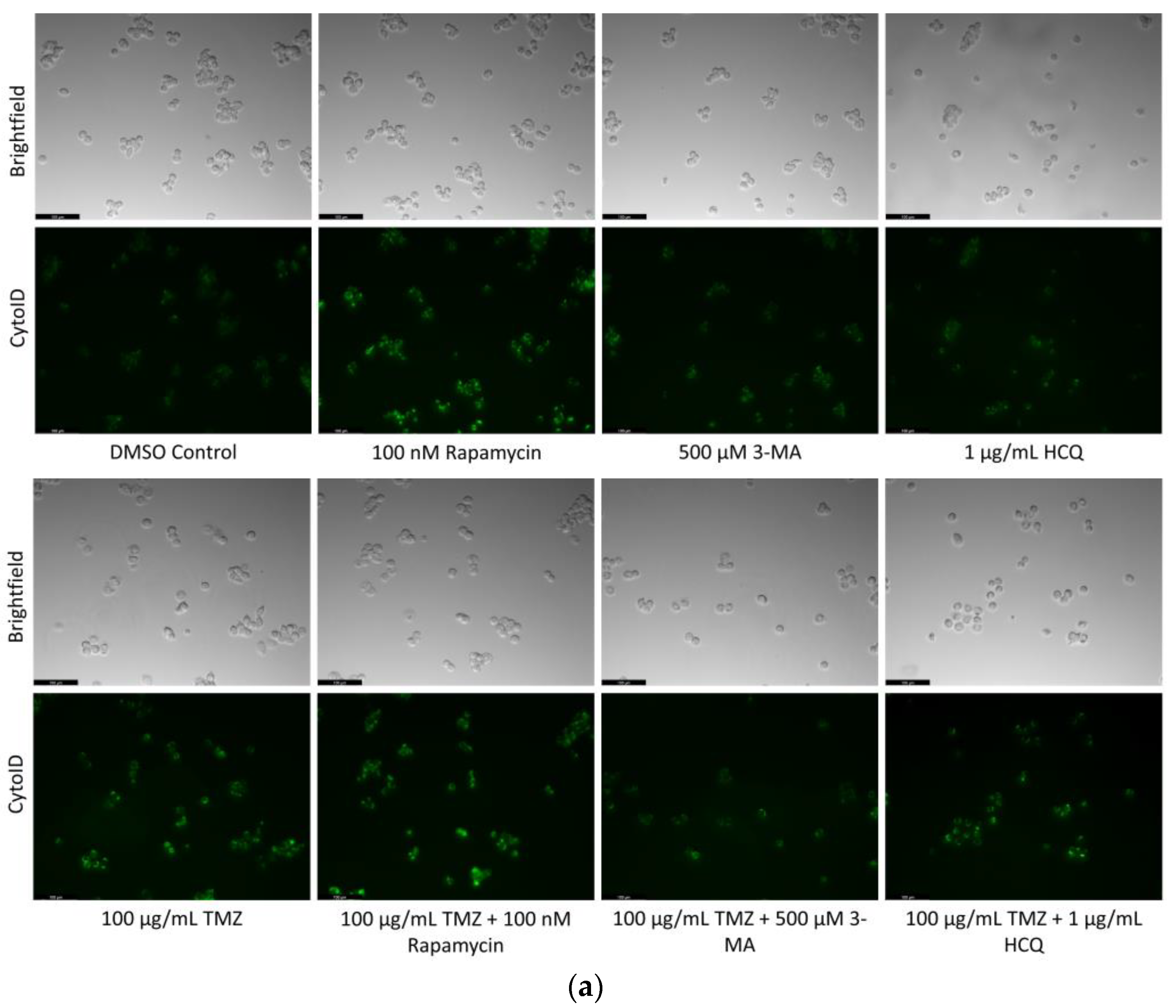 Ijms 24 12052 g014a Ijms 24 12052 g014a