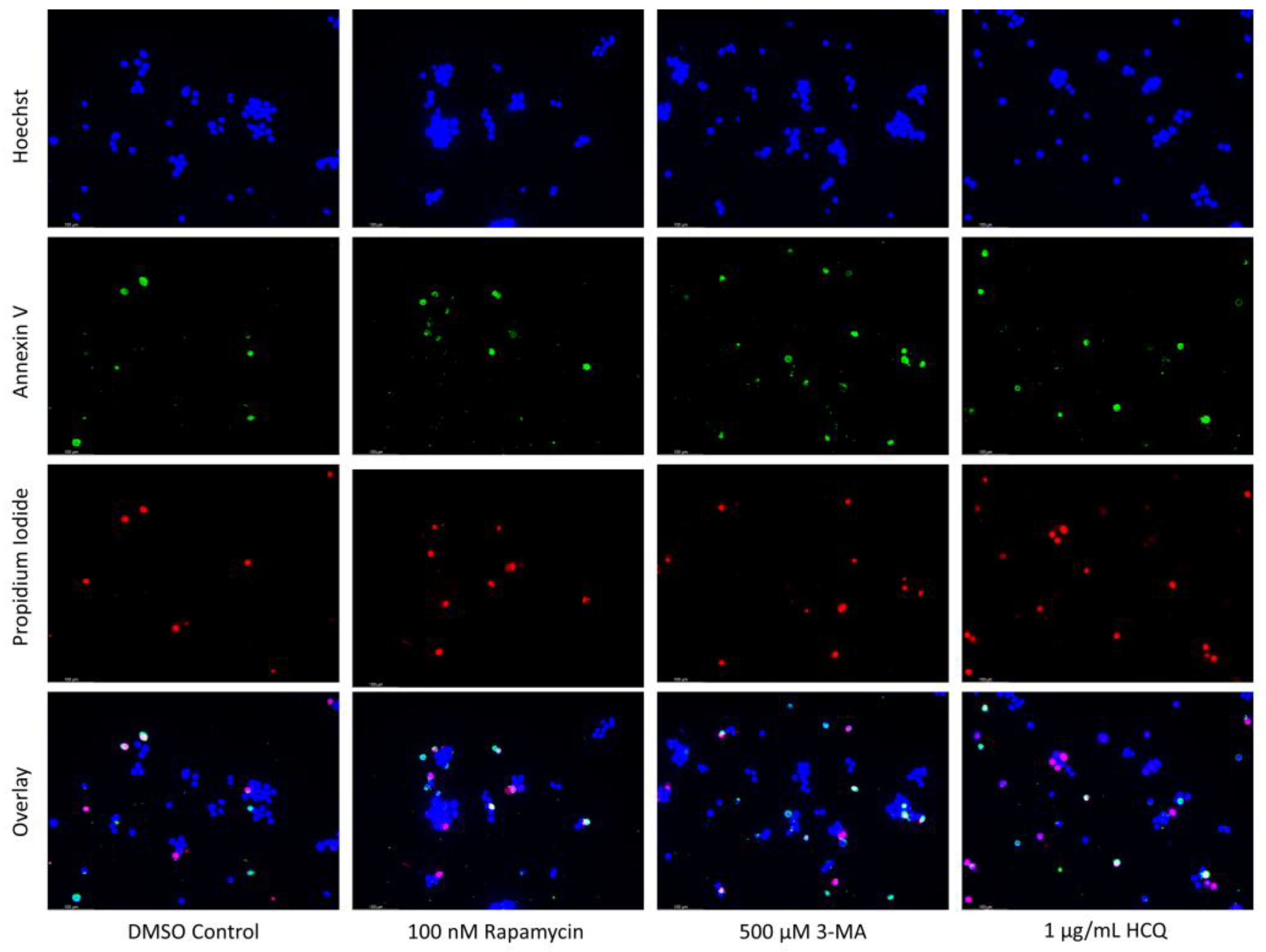 Ijms 24 12052 g015a Ijms 24 12052 g015a