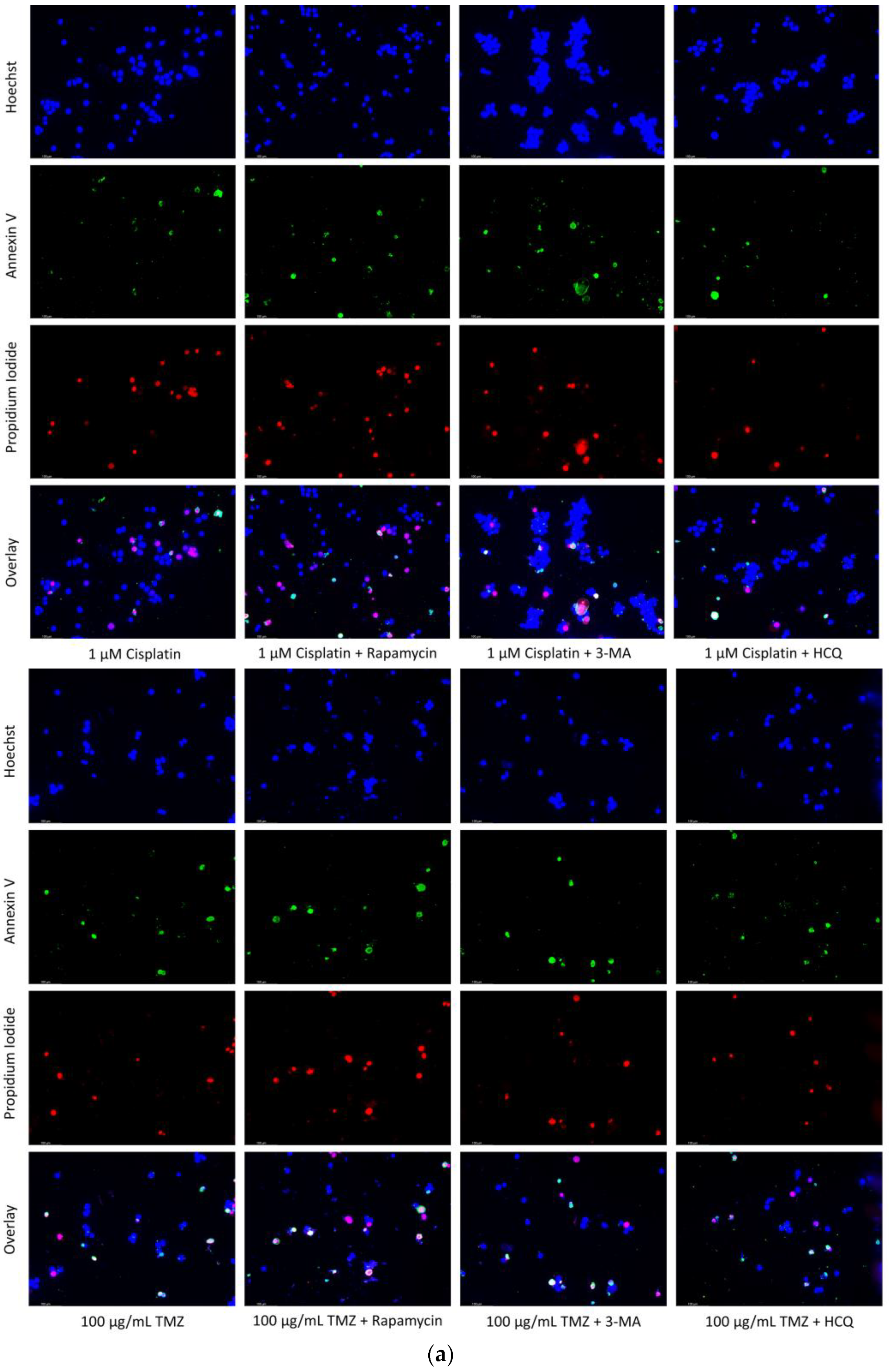 Ijms 24 12052 g015b Ijms 24 12052 g015b