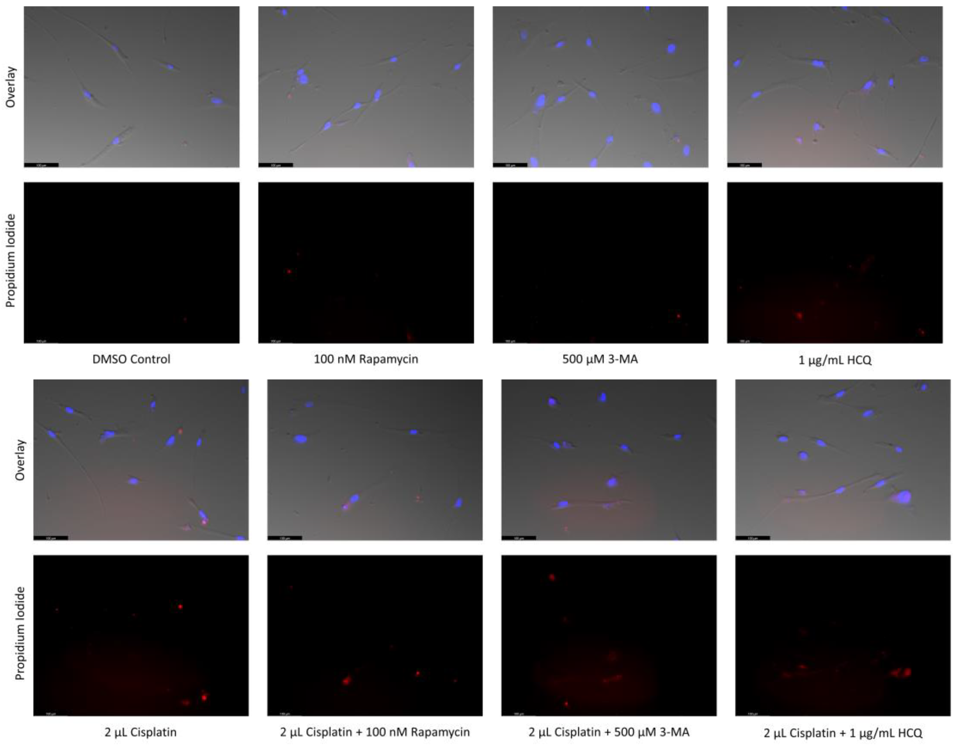 Ijms 24 12052 g016a Ijms 24 12052 g016a