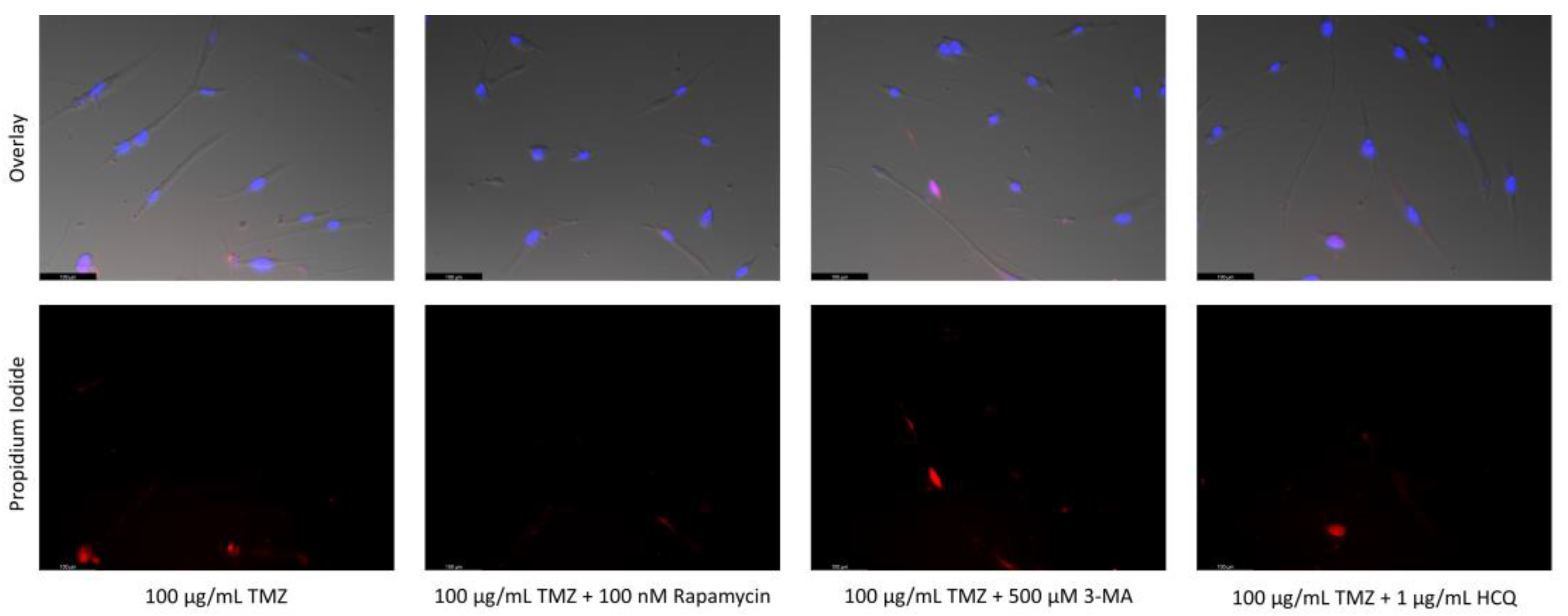 Ijms 24 12052 g016b Ijms 24 12052 g016b