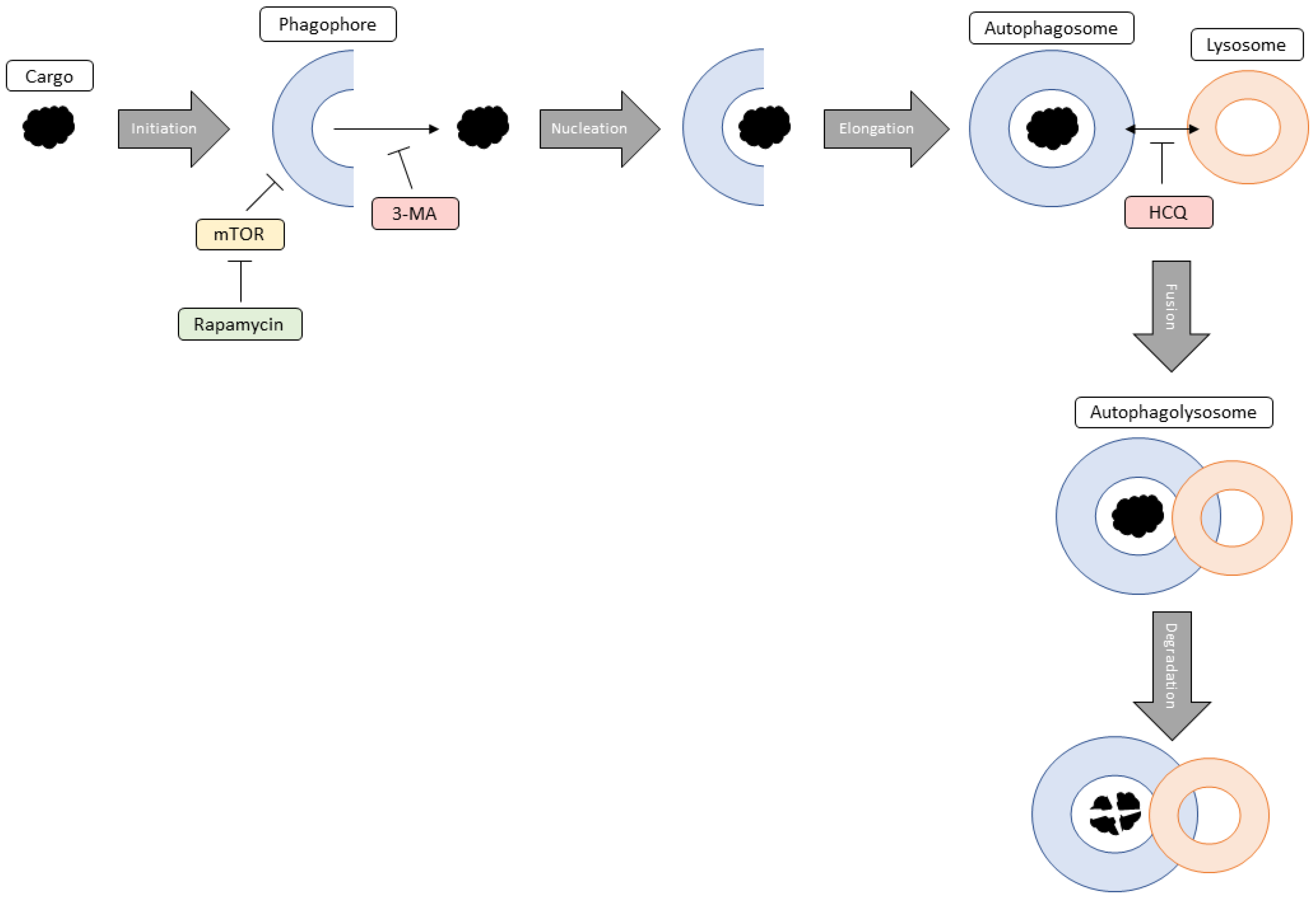 Ijms 24 12052 g017 Ijms 24 12052 g017