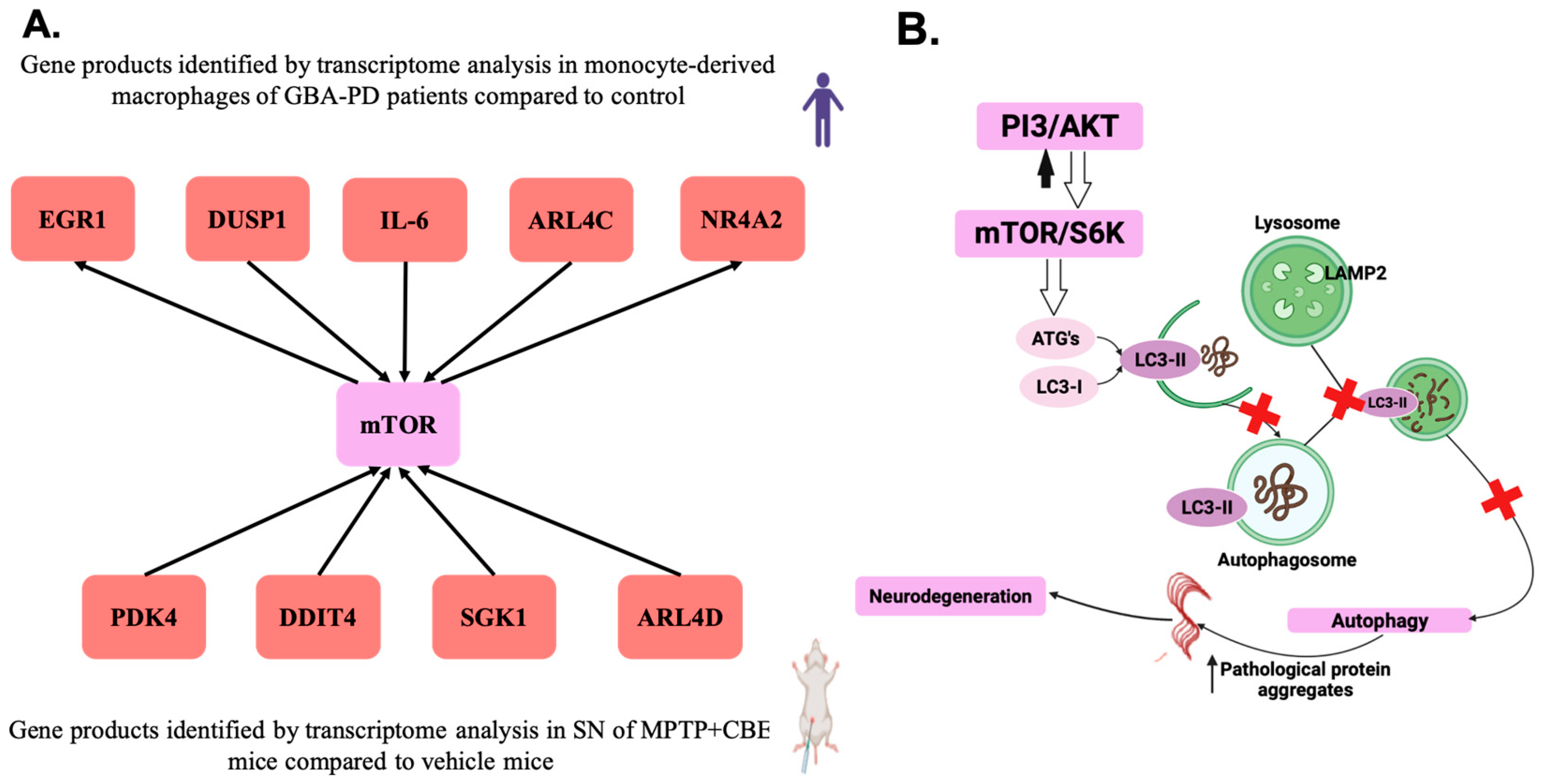 Ijms 24 12164 g006 Ijms 24 12164 g006