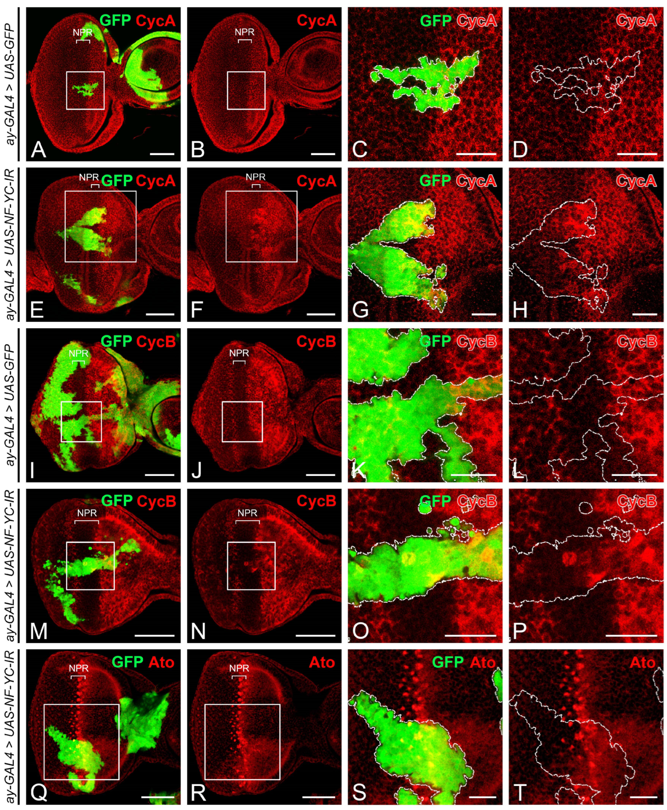 Ijms 24 12203 g002 Ijms 24 12203 g002
