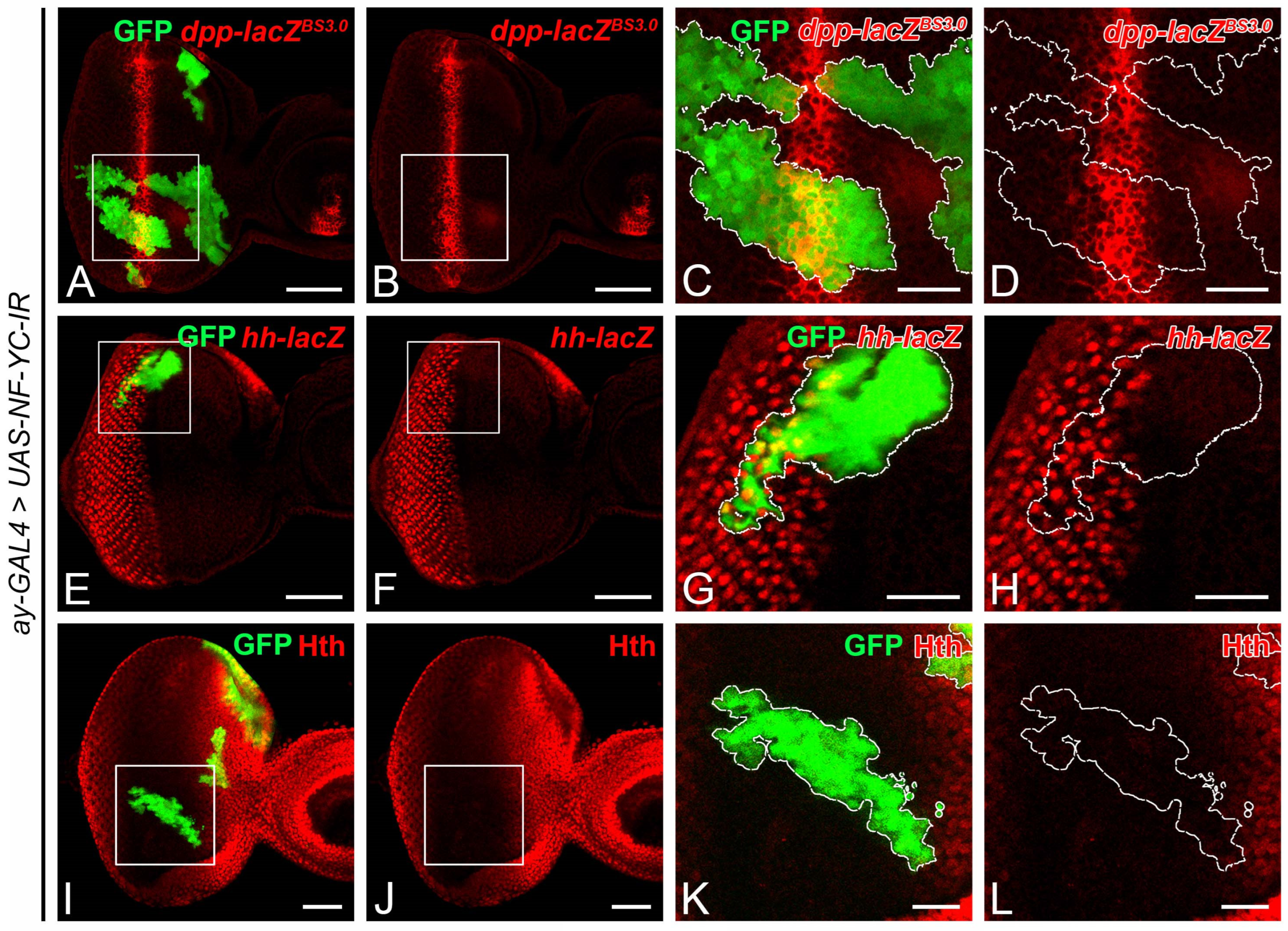 Ijms 24 12203 g004 Ijms 24 12203 g004