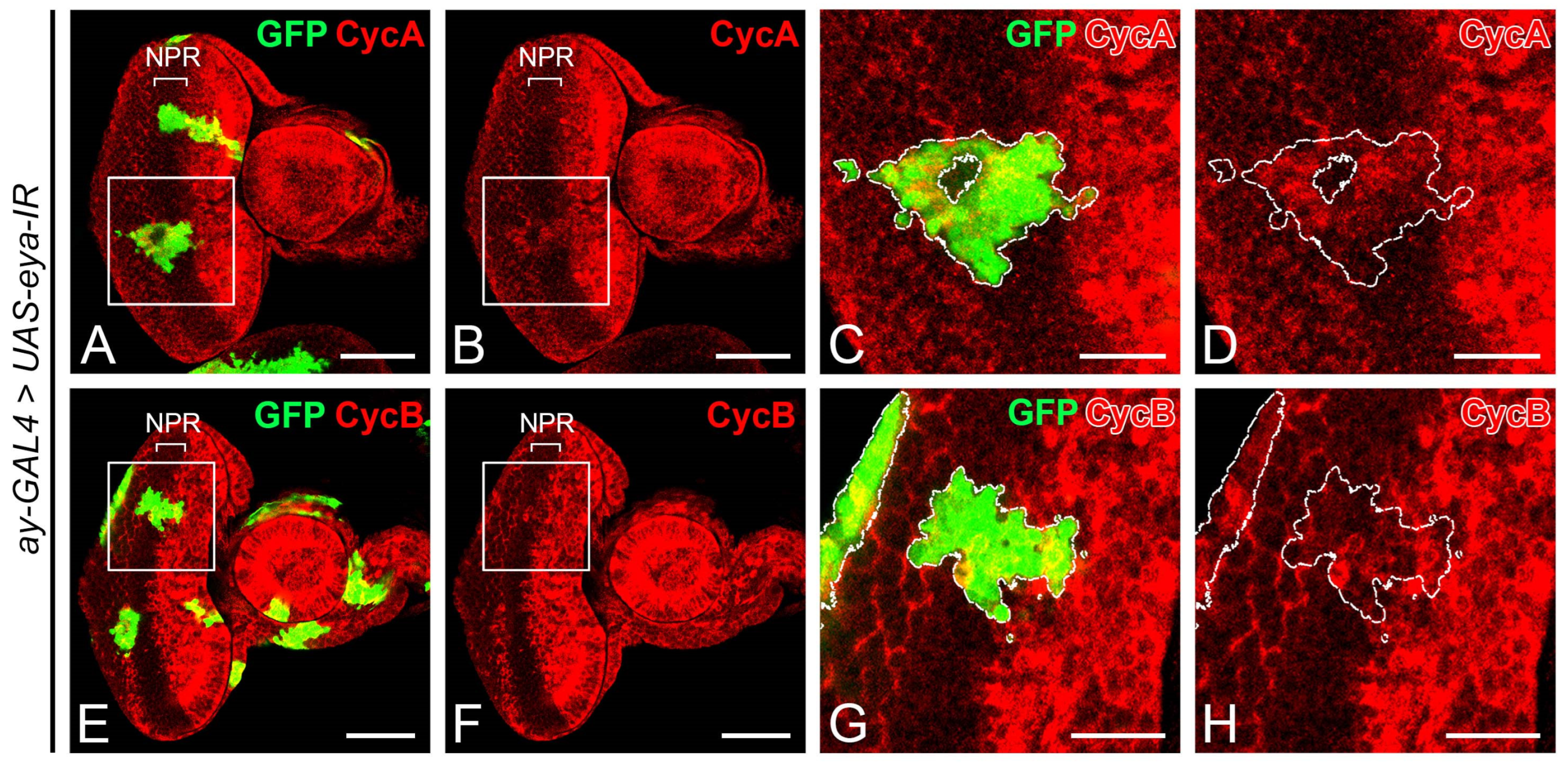 Ijms 24 12203 g006 Ijms 24 12203 g006