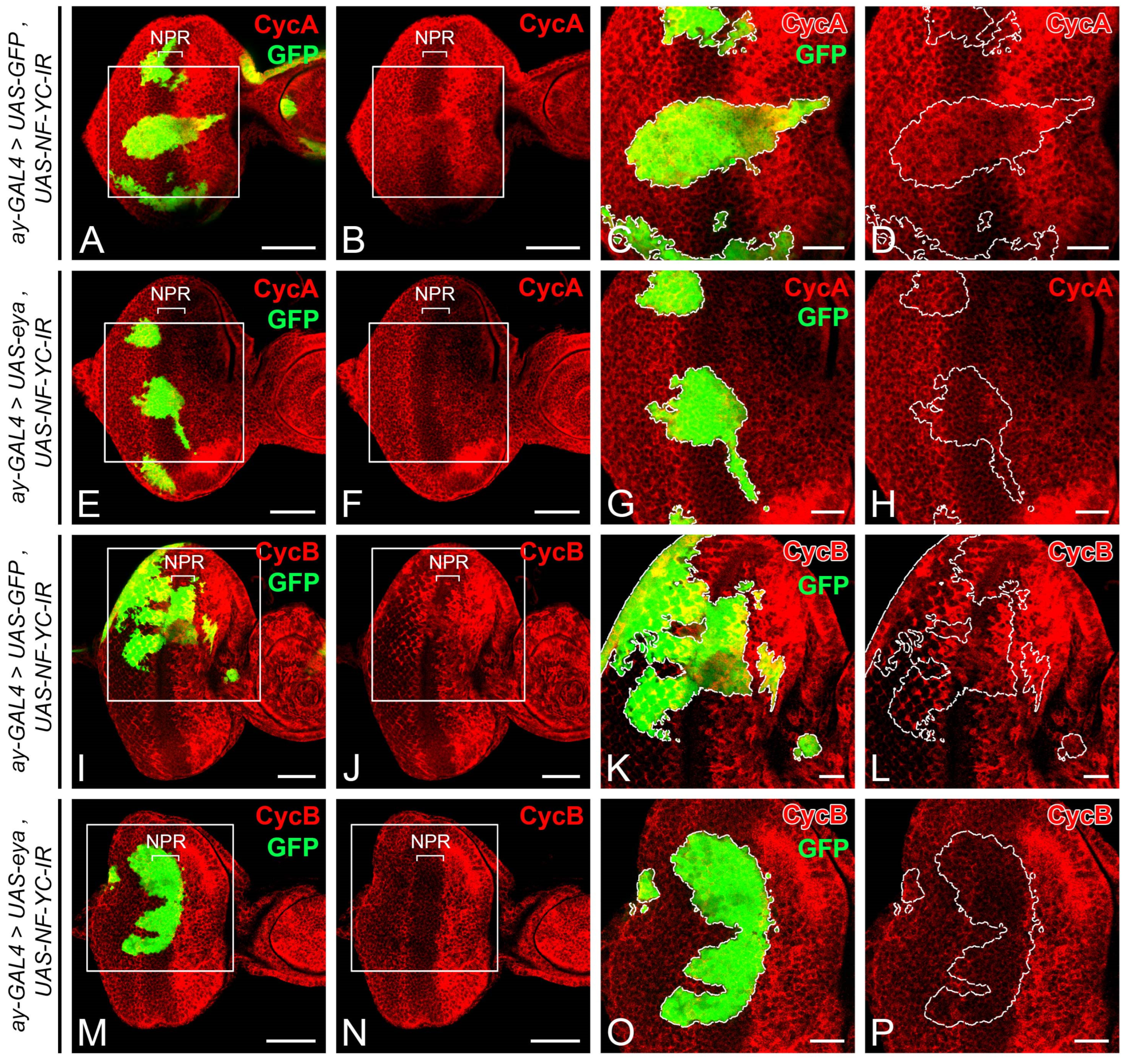 Ijms 24 12203 g007 Ijms 24 12203 g007