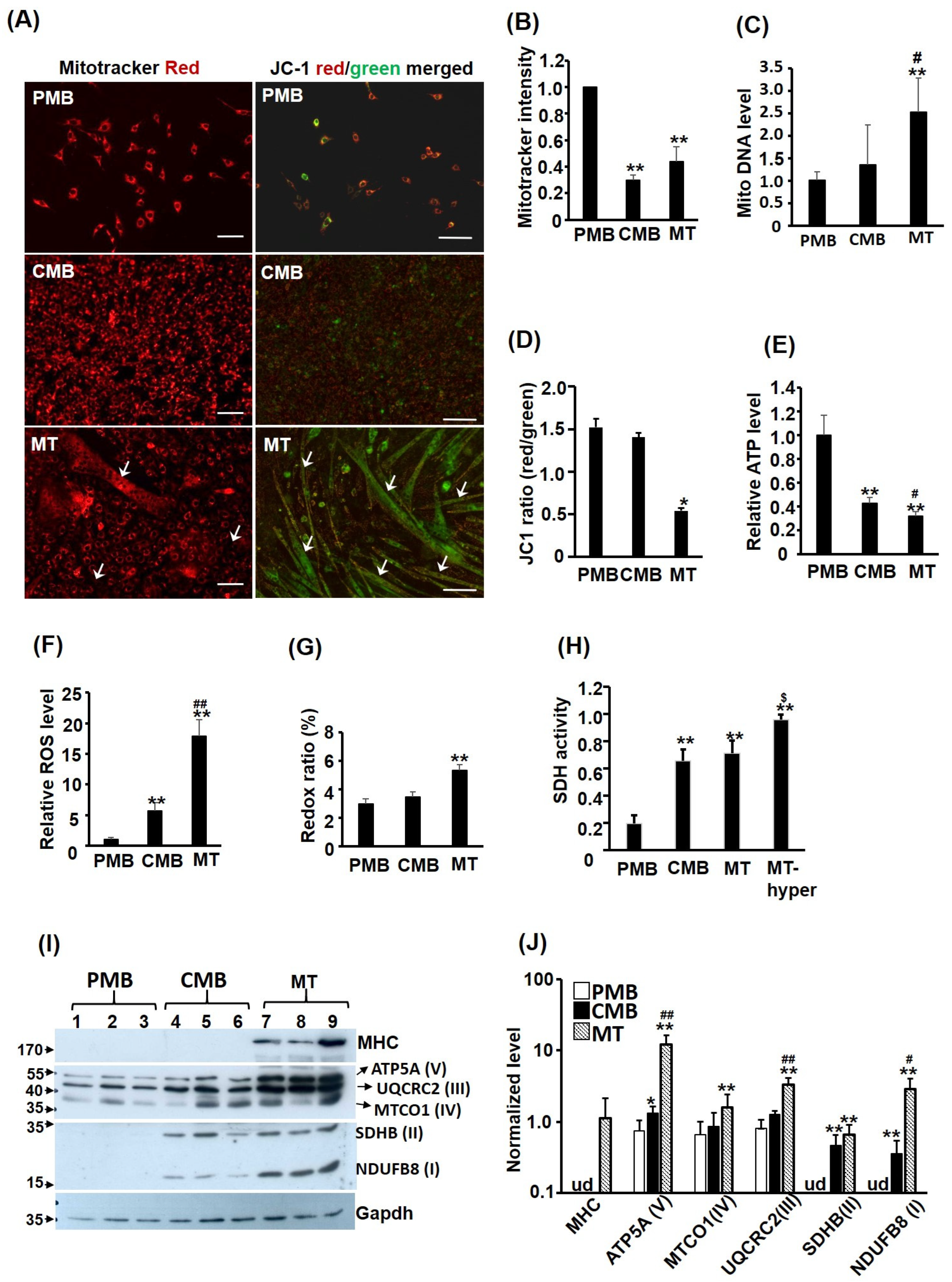 Ijms 24 12262 g001 Ijms 24 12262 g001