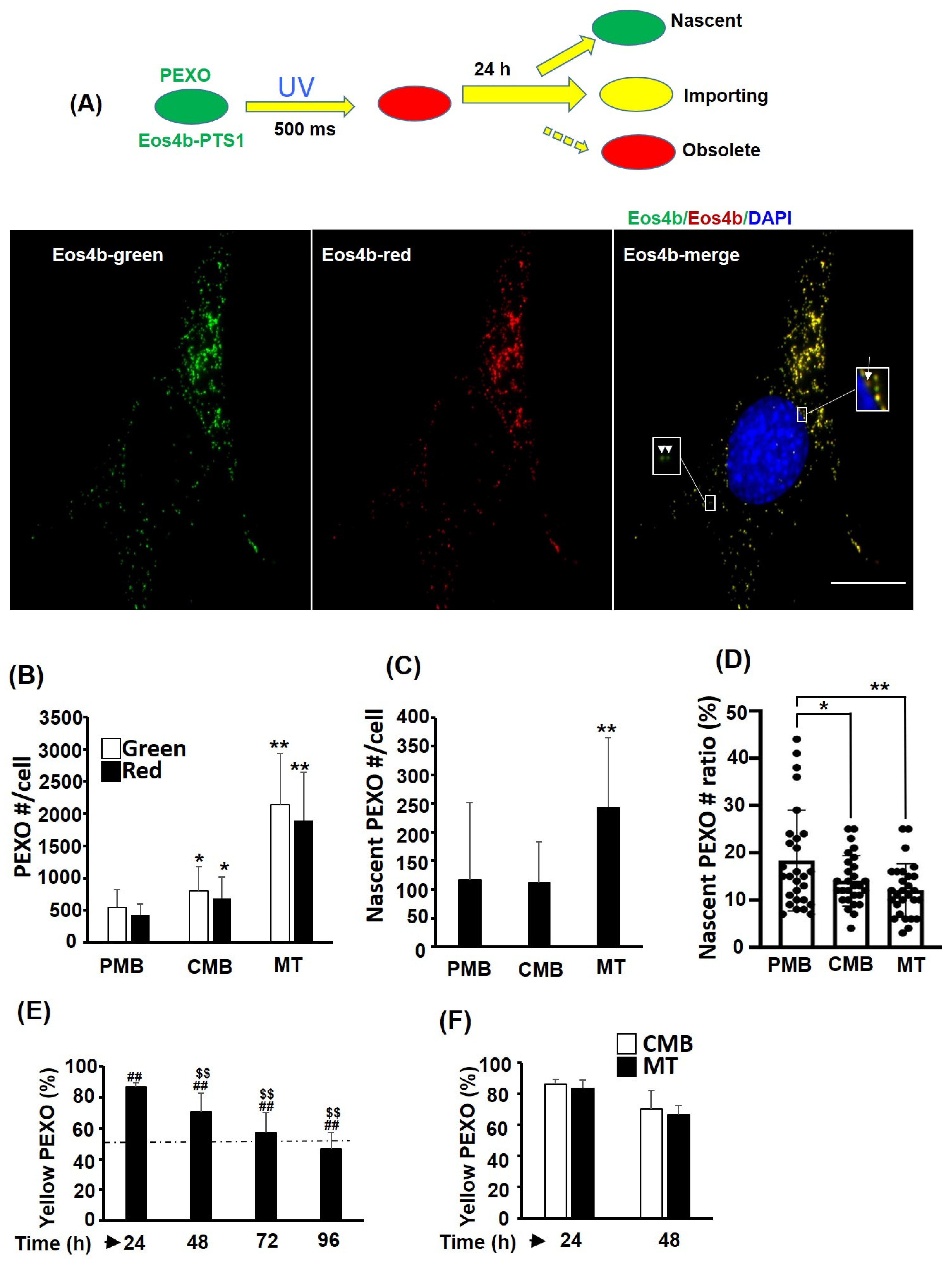 Ijms 24 12262 g003 Ijms 24 12262 g003