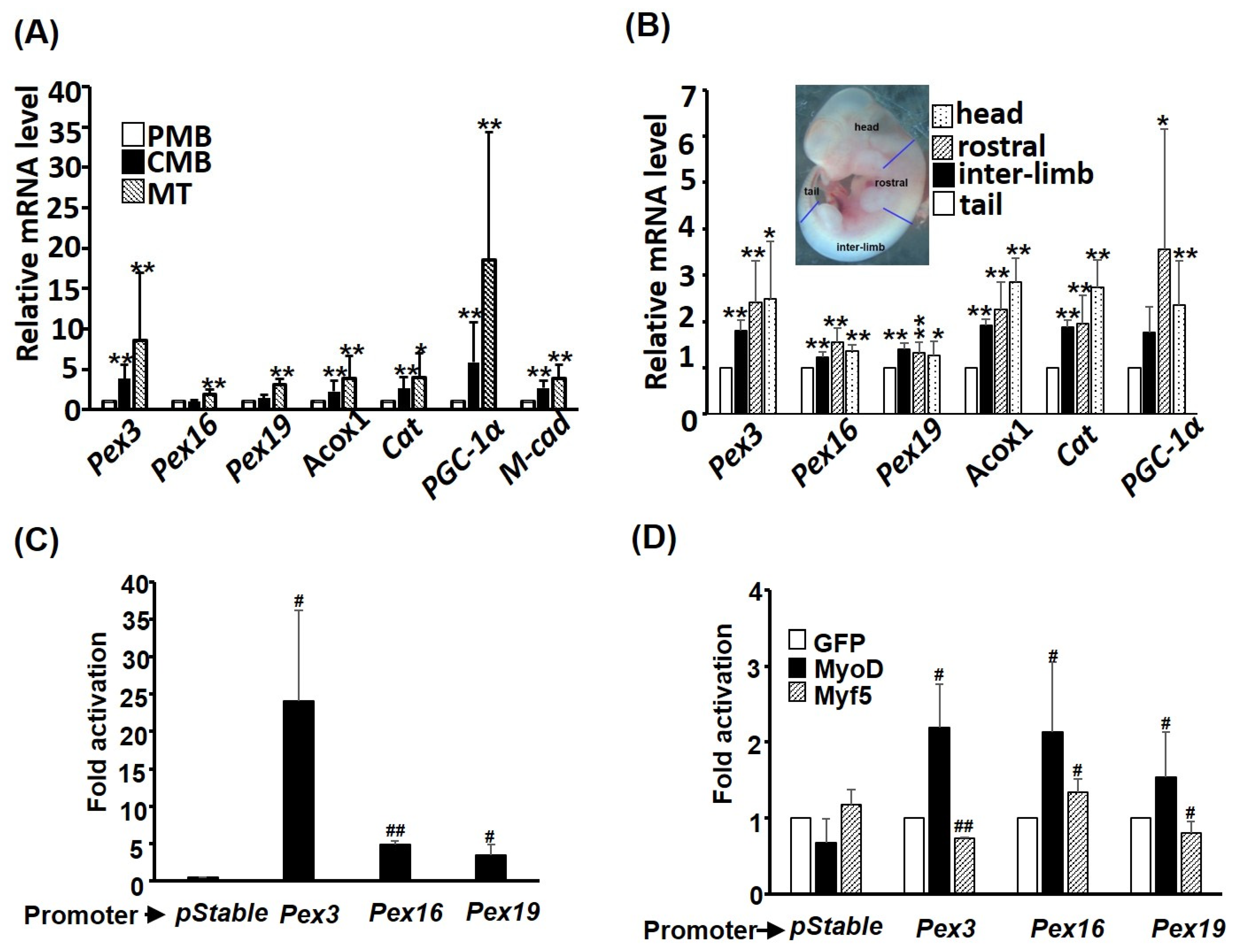 Ijms 24 12262 g004 Ijms 24 12262 g004