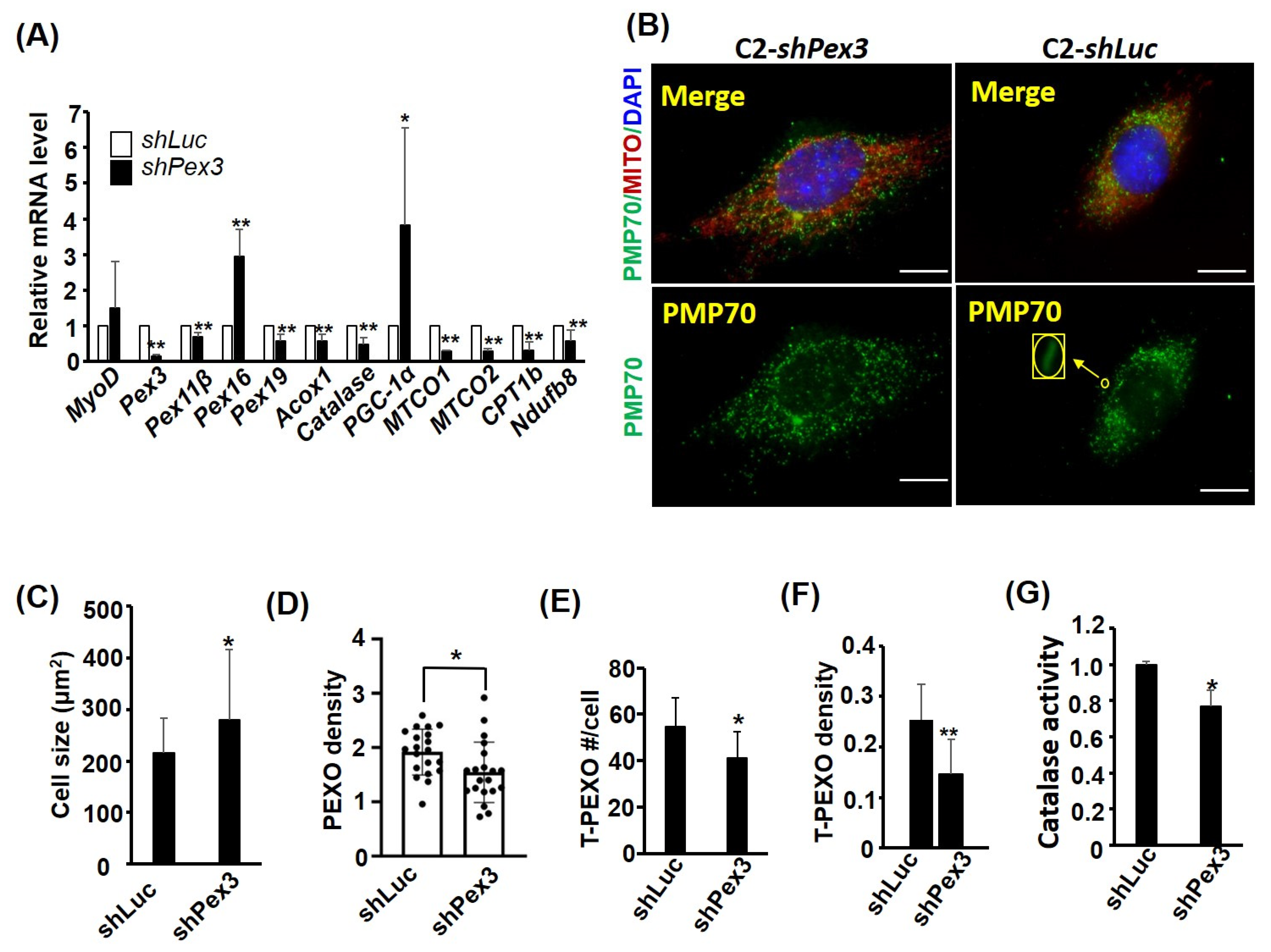 Ijms 24 12262 g005 Ijms 24 12262 g005