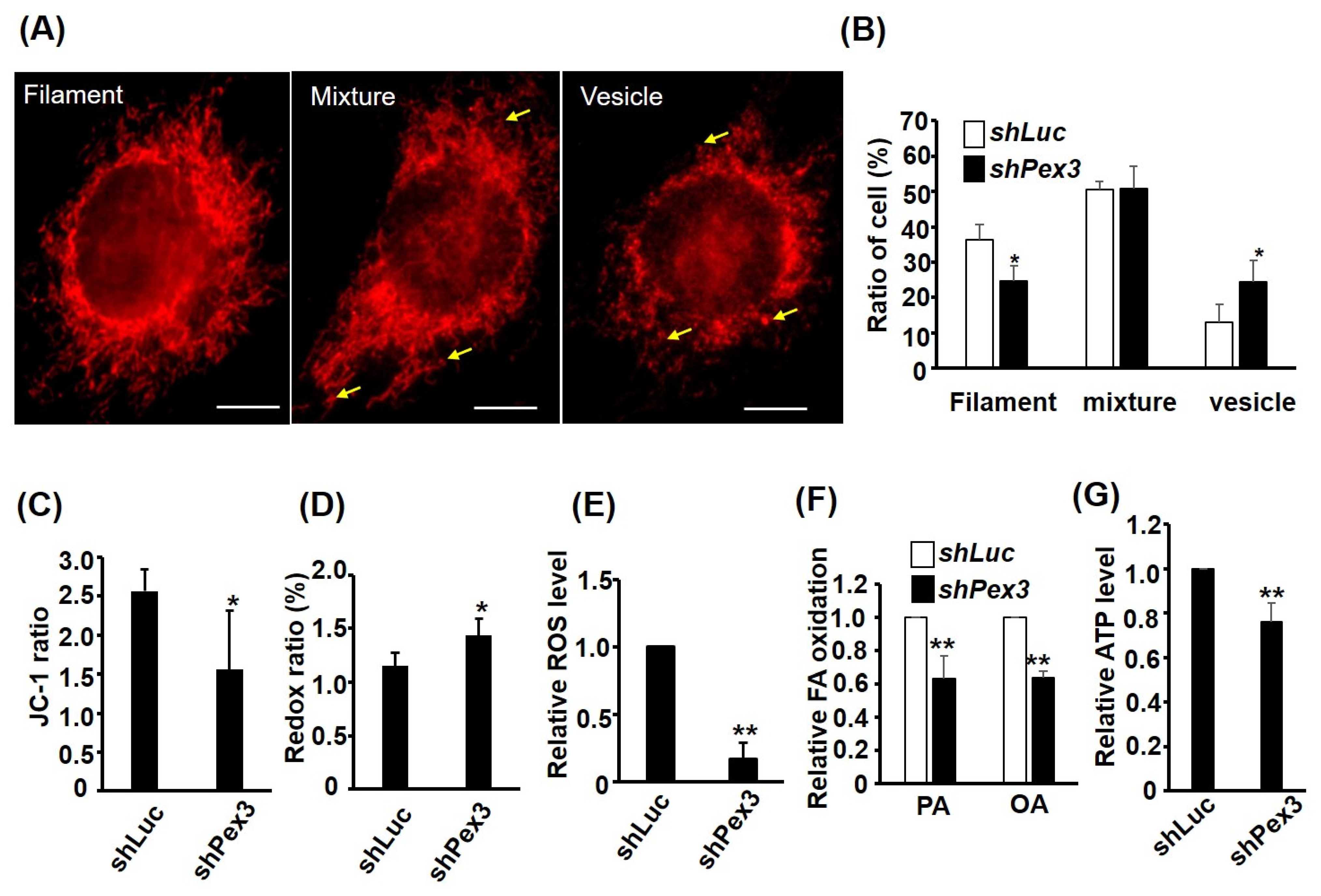 Ijms 24 12262 g006 Ijms 24 12262 g006