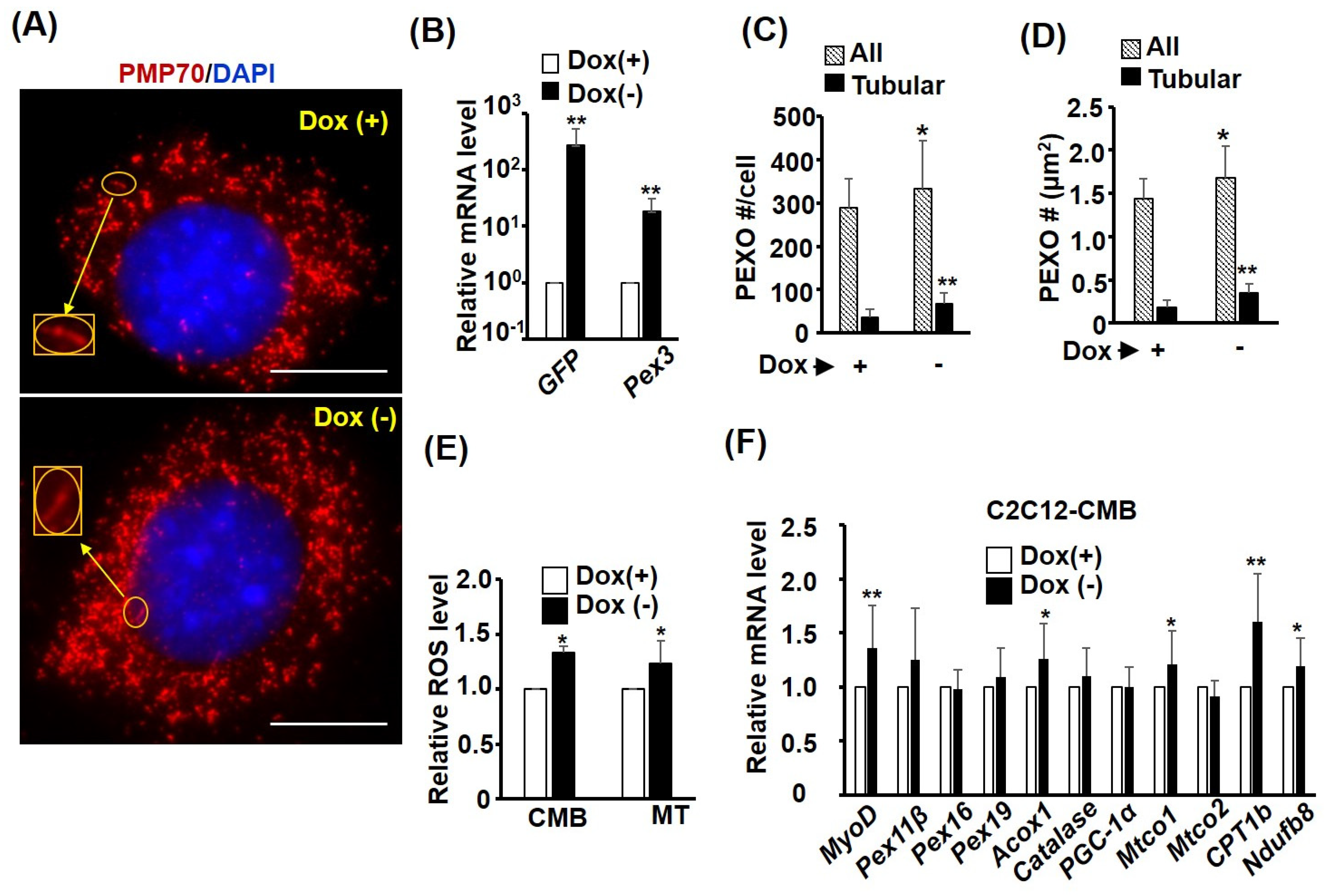 Ijms 24 12262 g007 Ijms 24 12262 g007