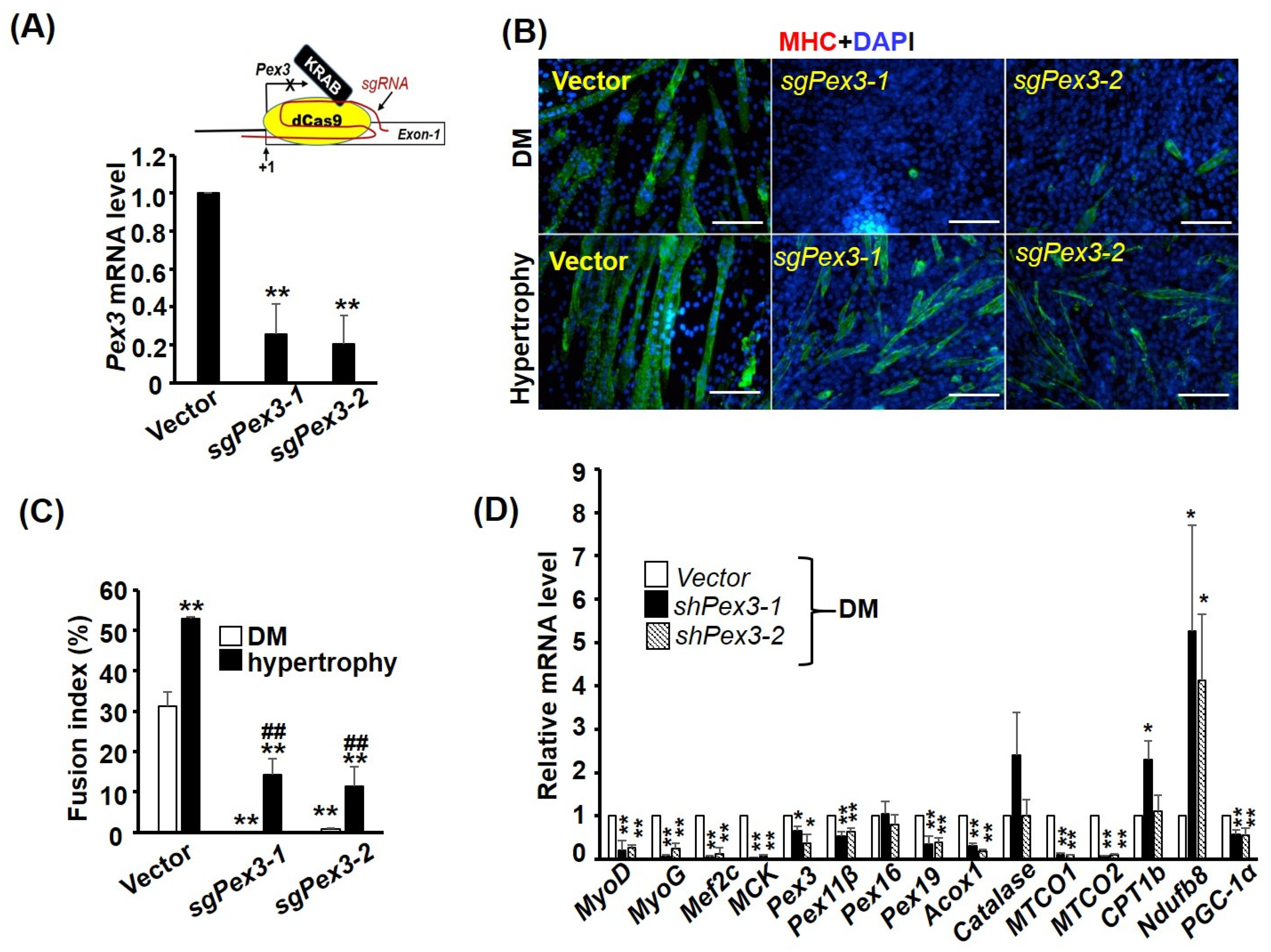 Ijms 24 12262 g008 Ijms 24 12262 g008