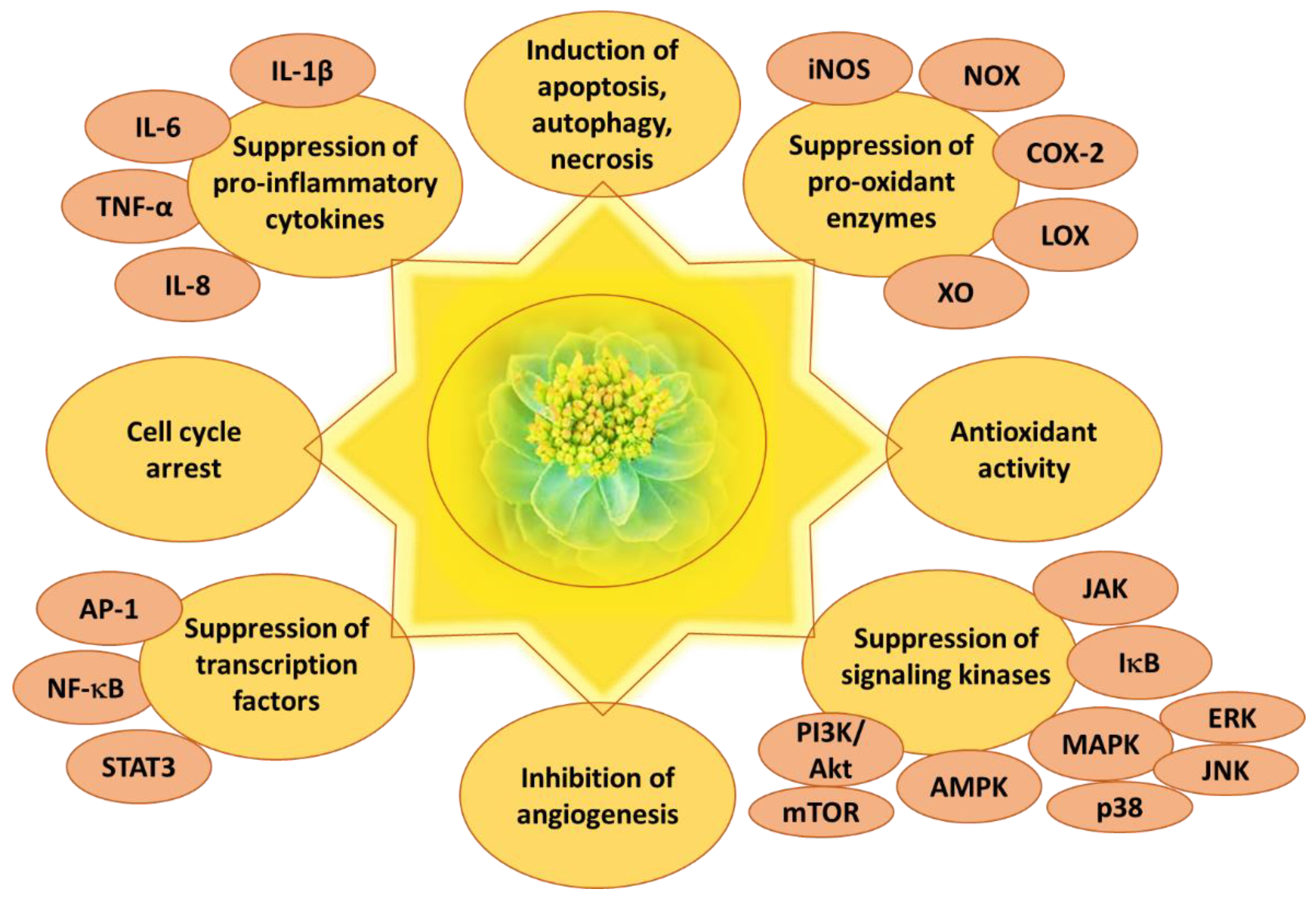 Ijms 24 12293 g004 Ijms 24 12293 g004