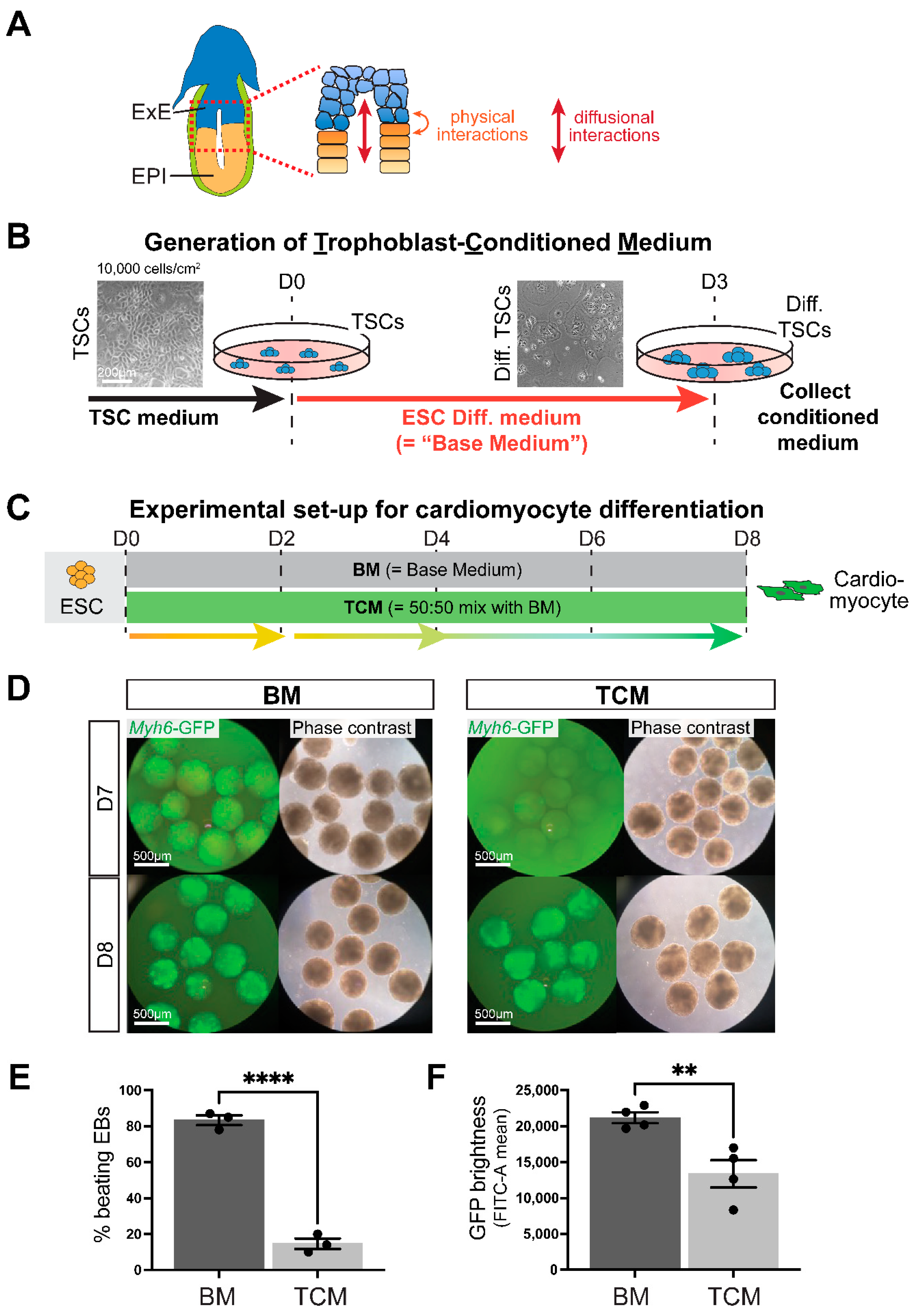 Ijms 24 12423 g001 Ijms 24 12423 g001