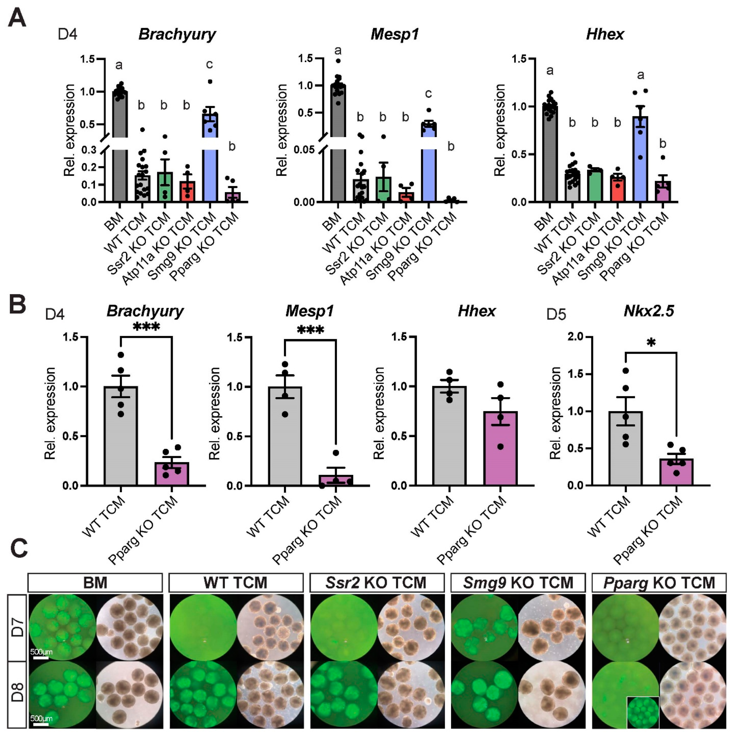 Ijms 24 12423 g005 Ijms 24 12423 g005