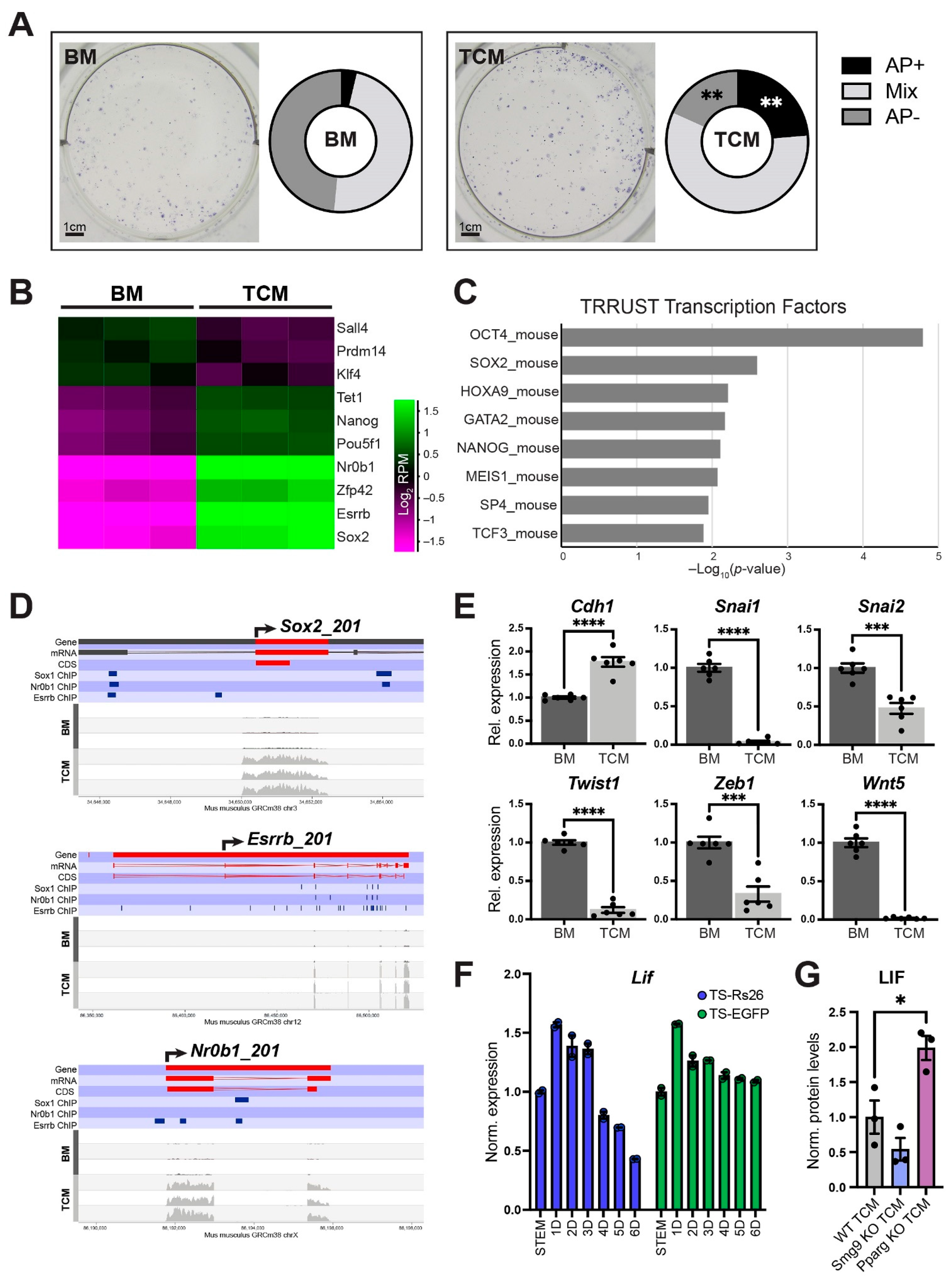 Ijms 24 12423 g006 Ijms 24 12423 g006