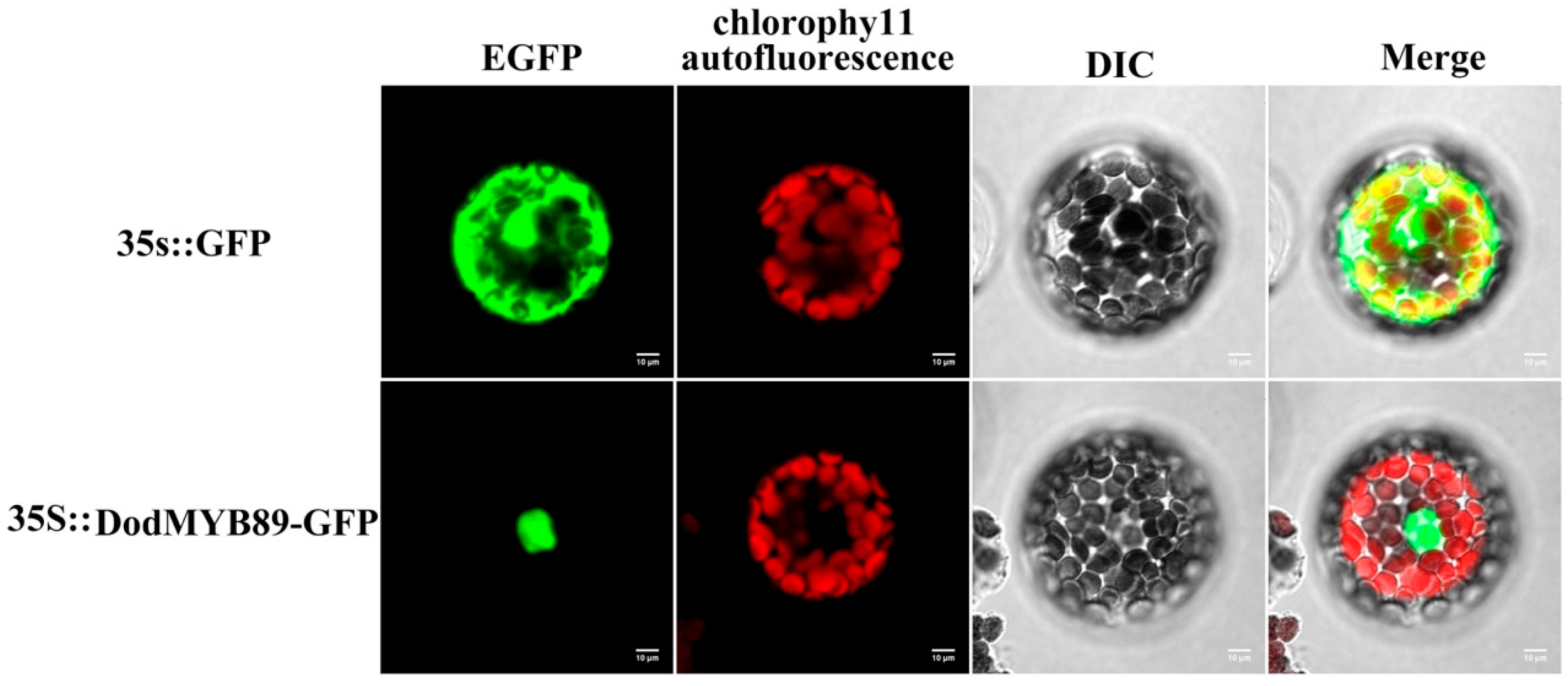 Ijms 24 12430 g006 Ijms 24 12430 g006