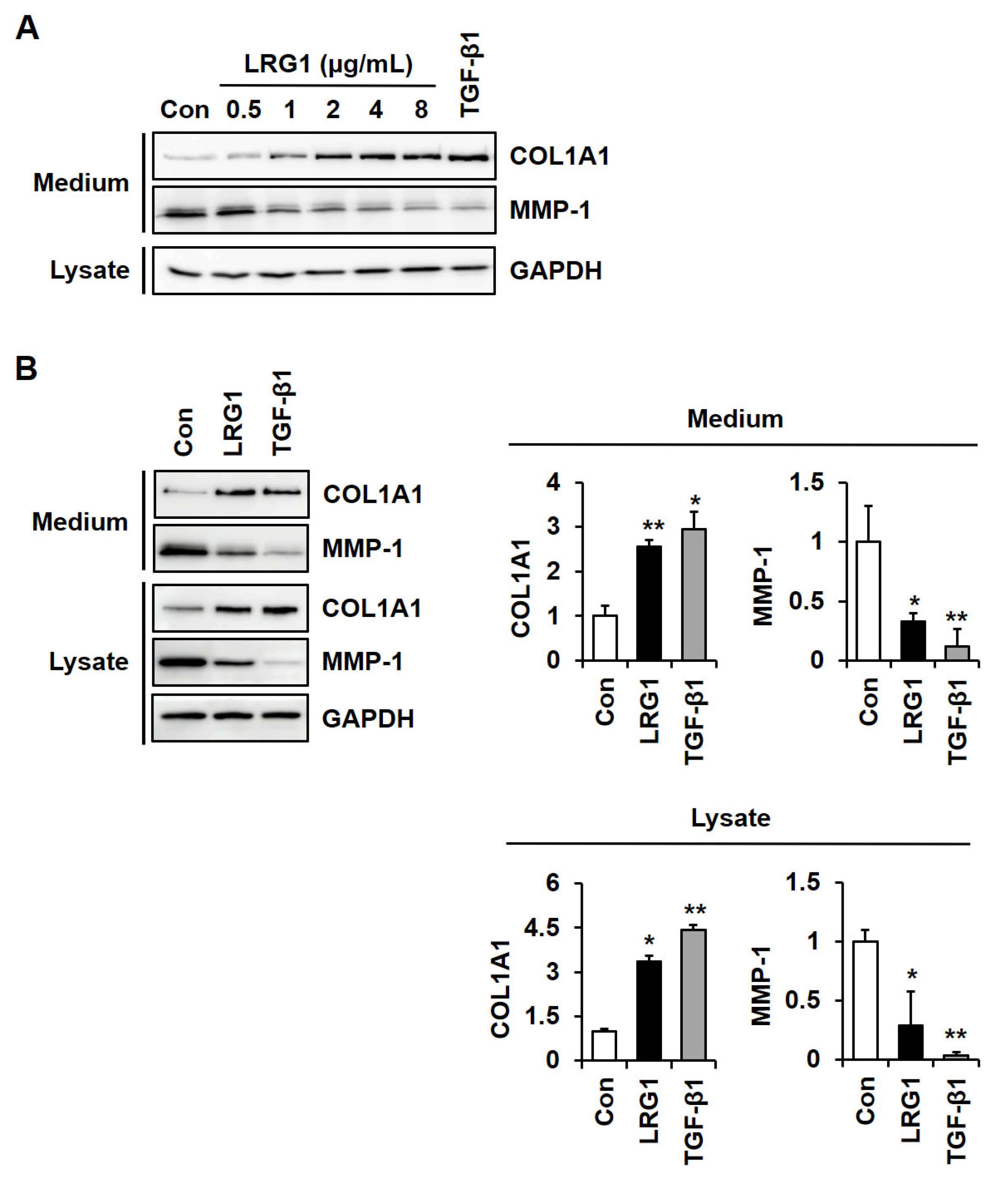 Ijms 24 12445 g001 Ijms 24 12445 g001