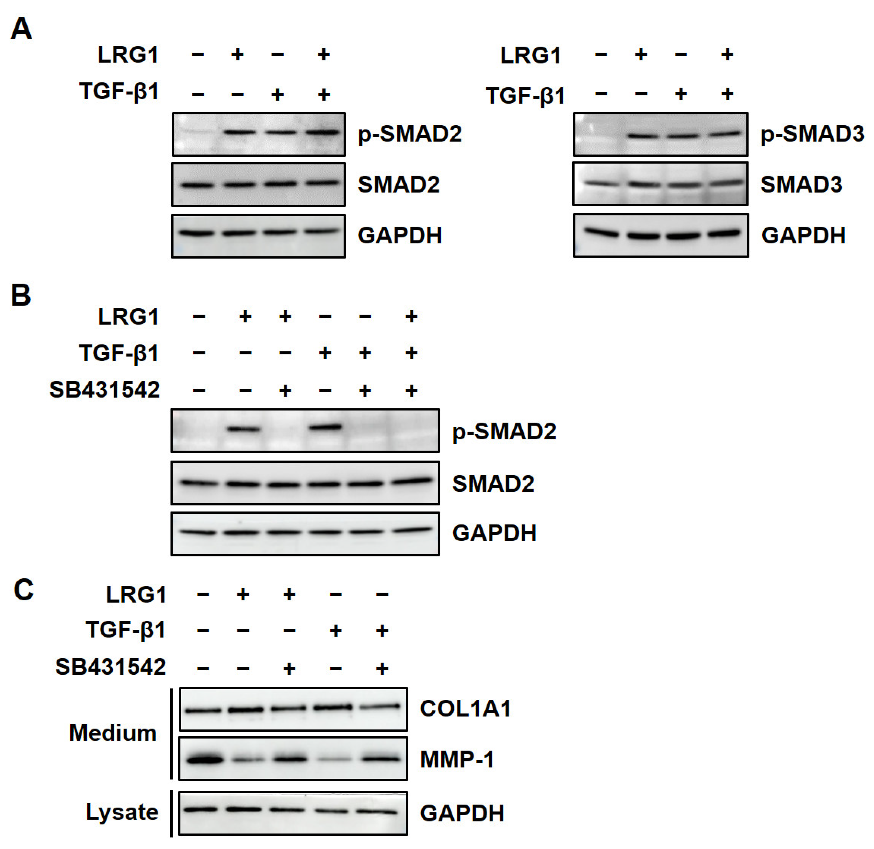 Ijms 24 12445 g003 Ijms 24 12445 g003