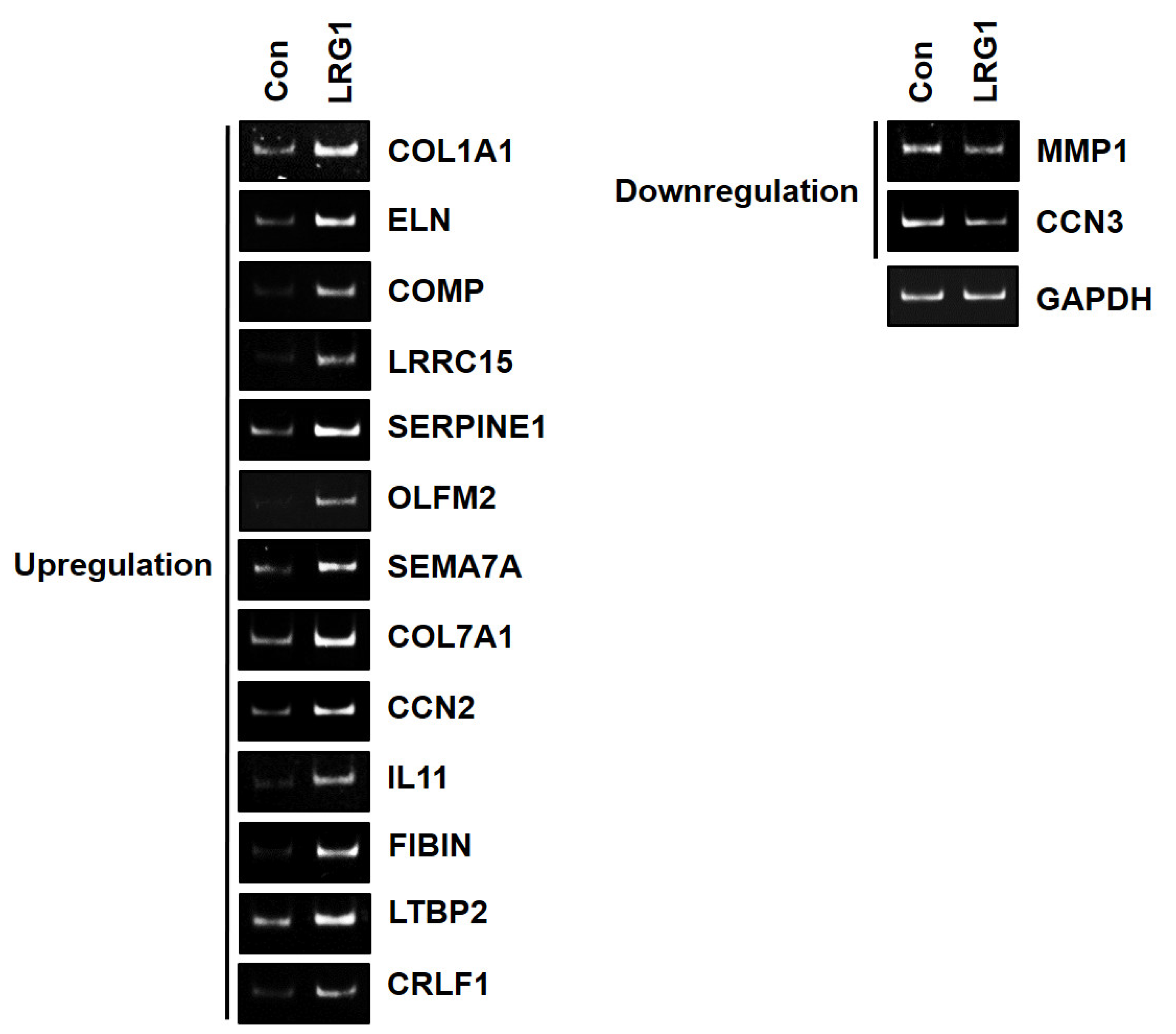 Ijms 24 12445 g006 Ijms 24 12445 g006