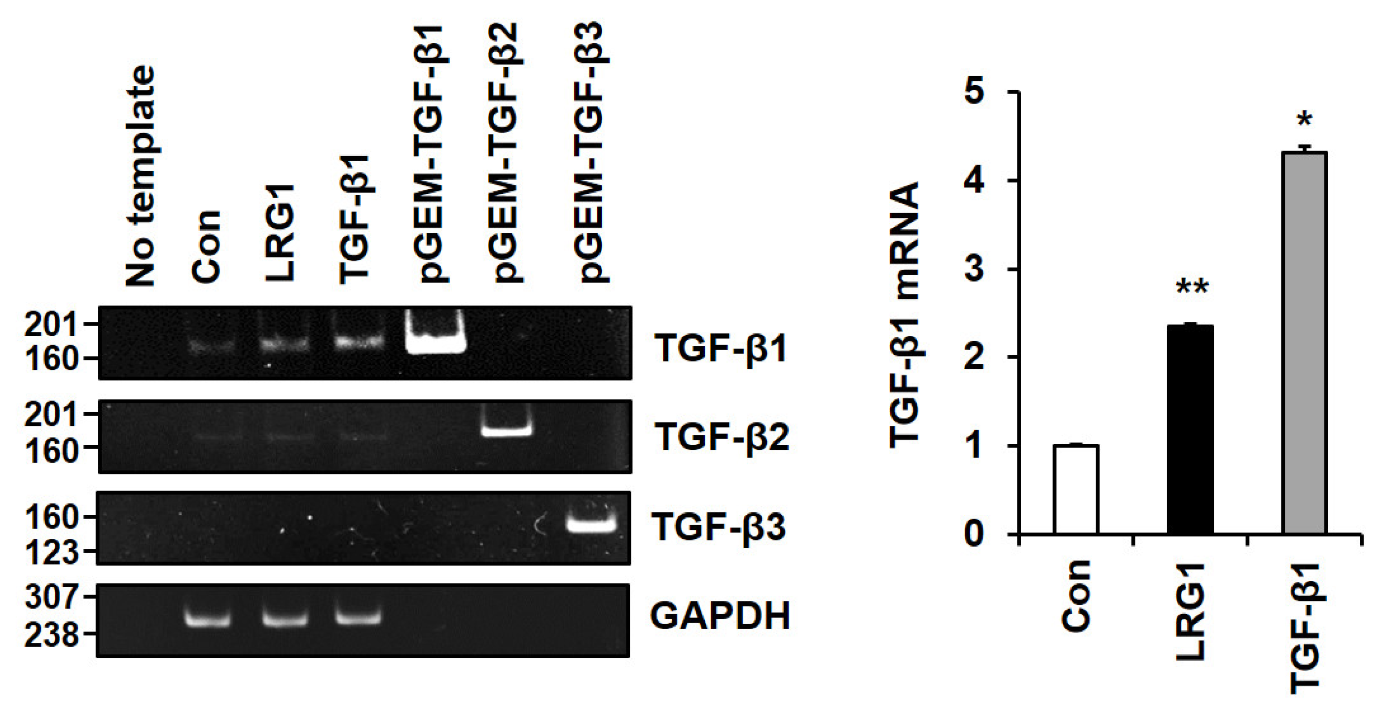 Ijms 24 12445 g007 Ijms 24 12445 g007