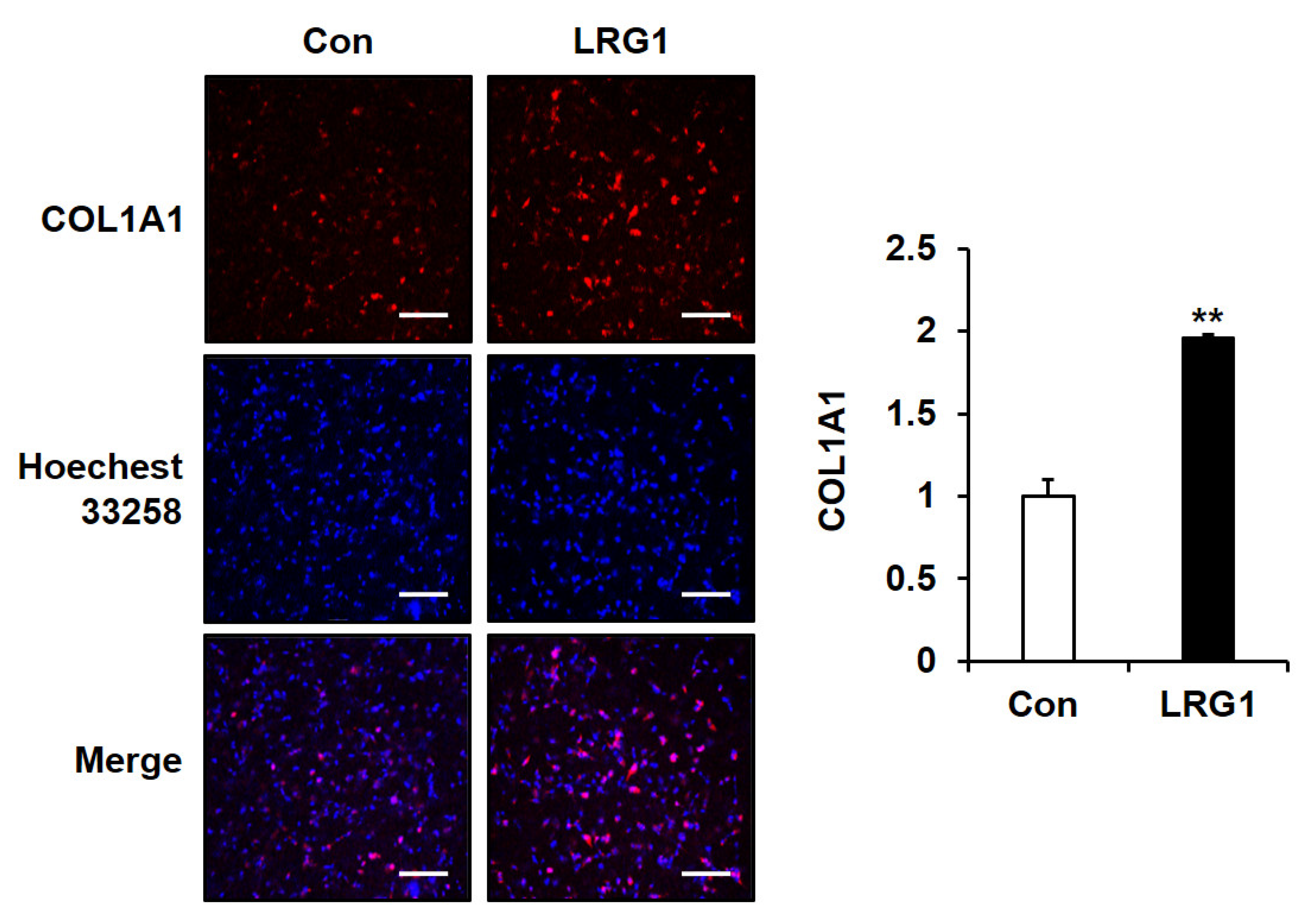 Ijms 24 12445 g008 Ijms 24 12445 g008